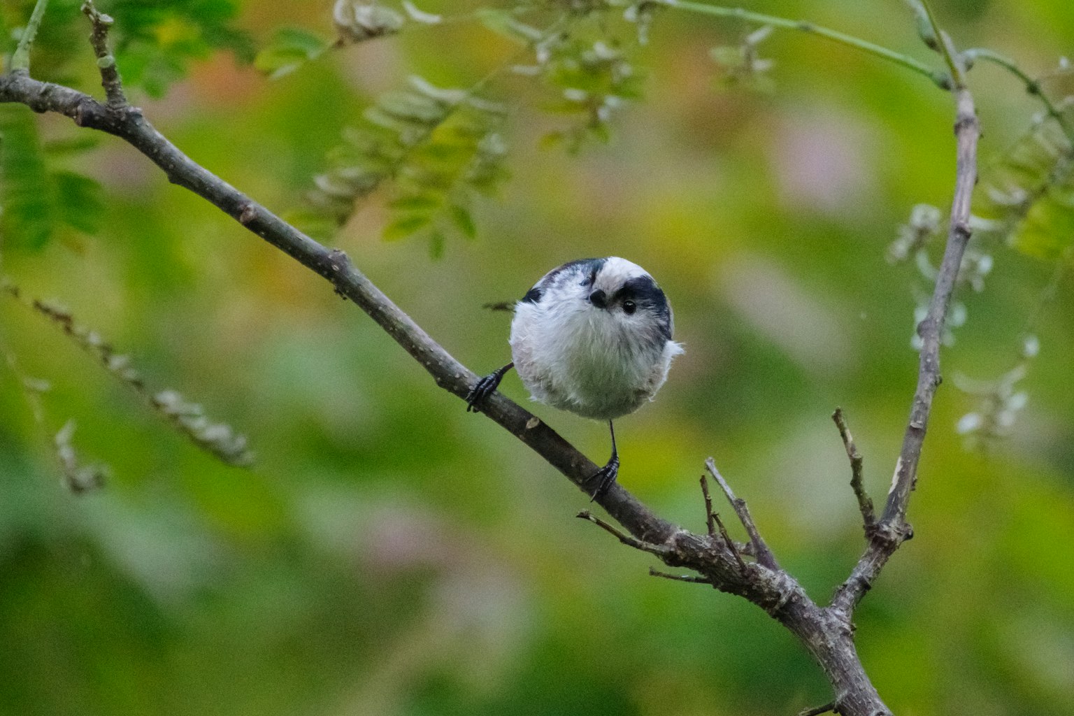 Ein kleiner Vogel sitzt auf einem Ast mit grünem Hintergrund