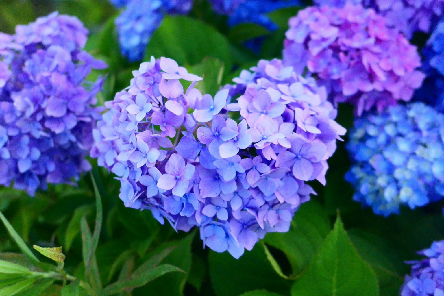 Büschel von blauen und lila Hortensienblüten