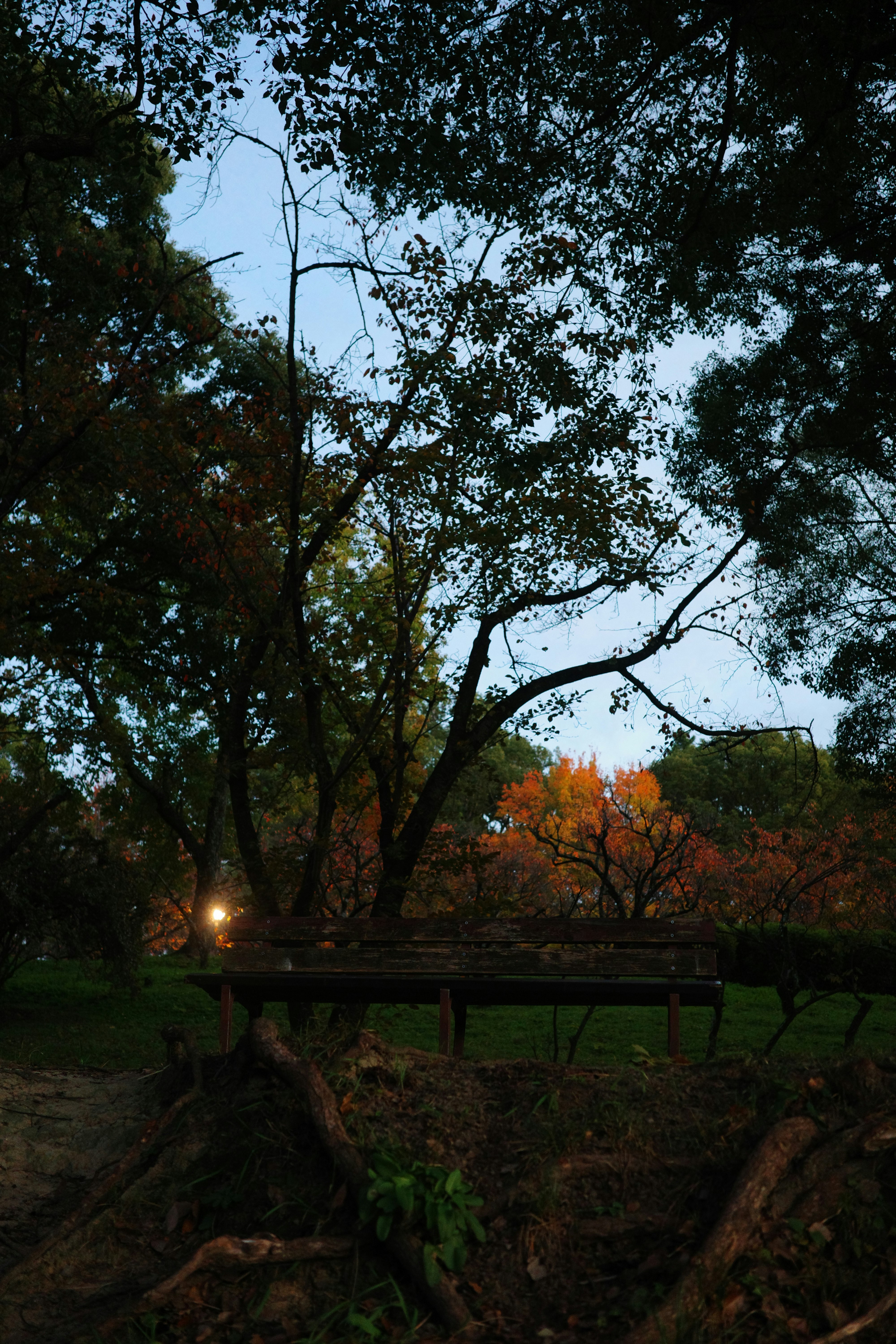 夕暮れの公園で木々の枝が広がる景色