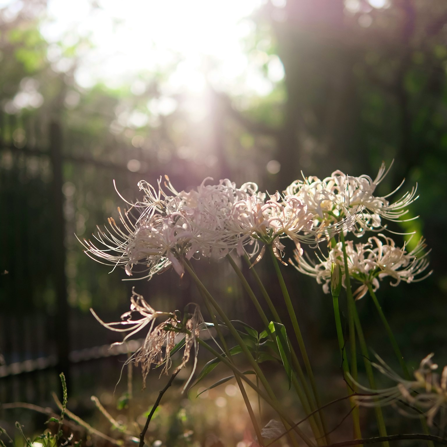 Fleurs blanches s'épanouissant dans une lumière douce avec une clôture en arrière-plan
