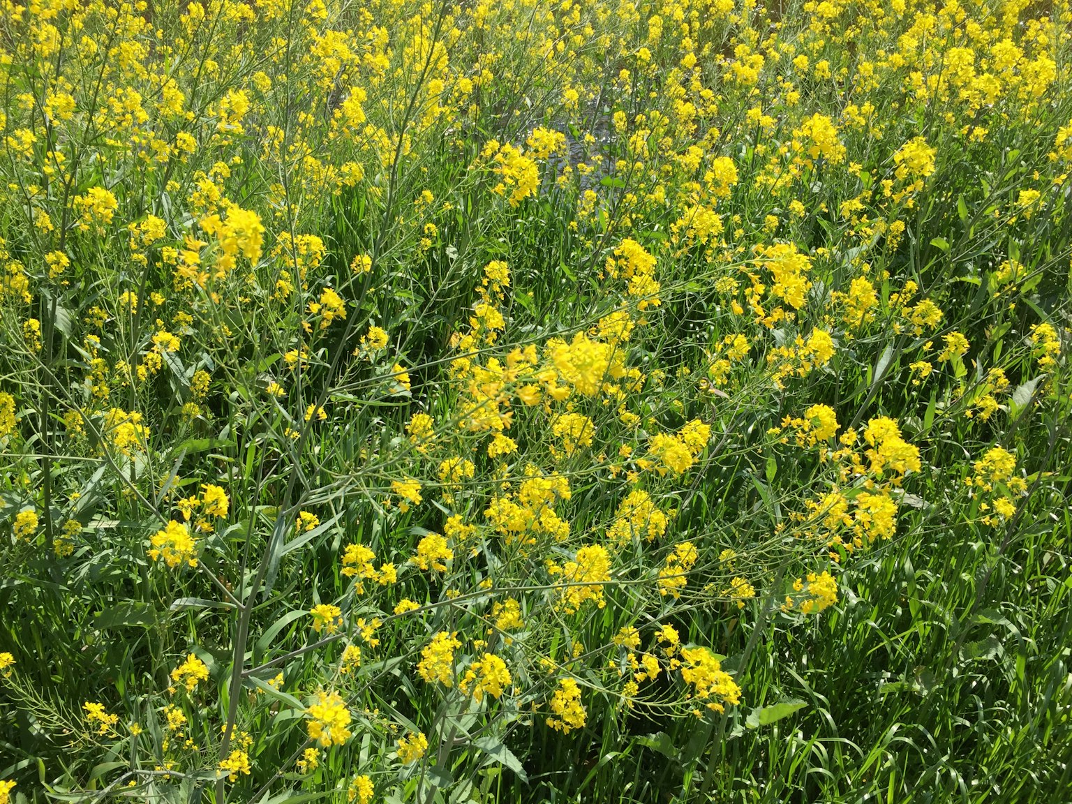 A vast field filled with blooming yellow flowers