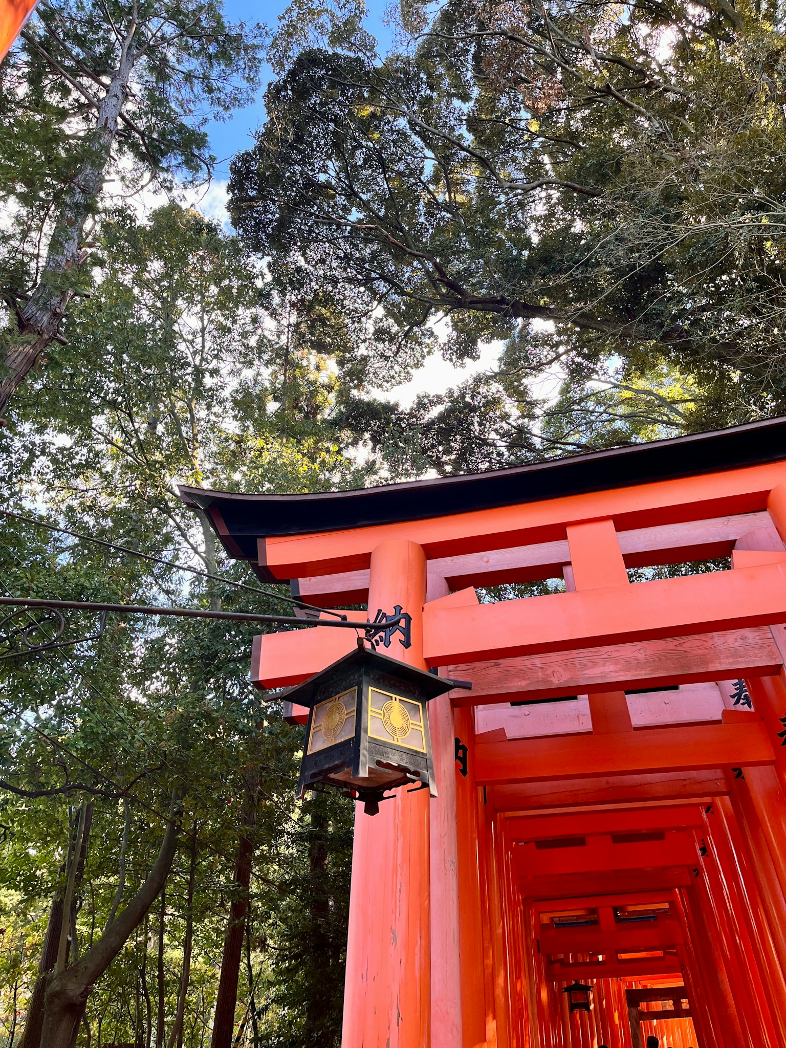 Vibrantes puertas torii rojas enmarcadas por árboles verdes exuberantes