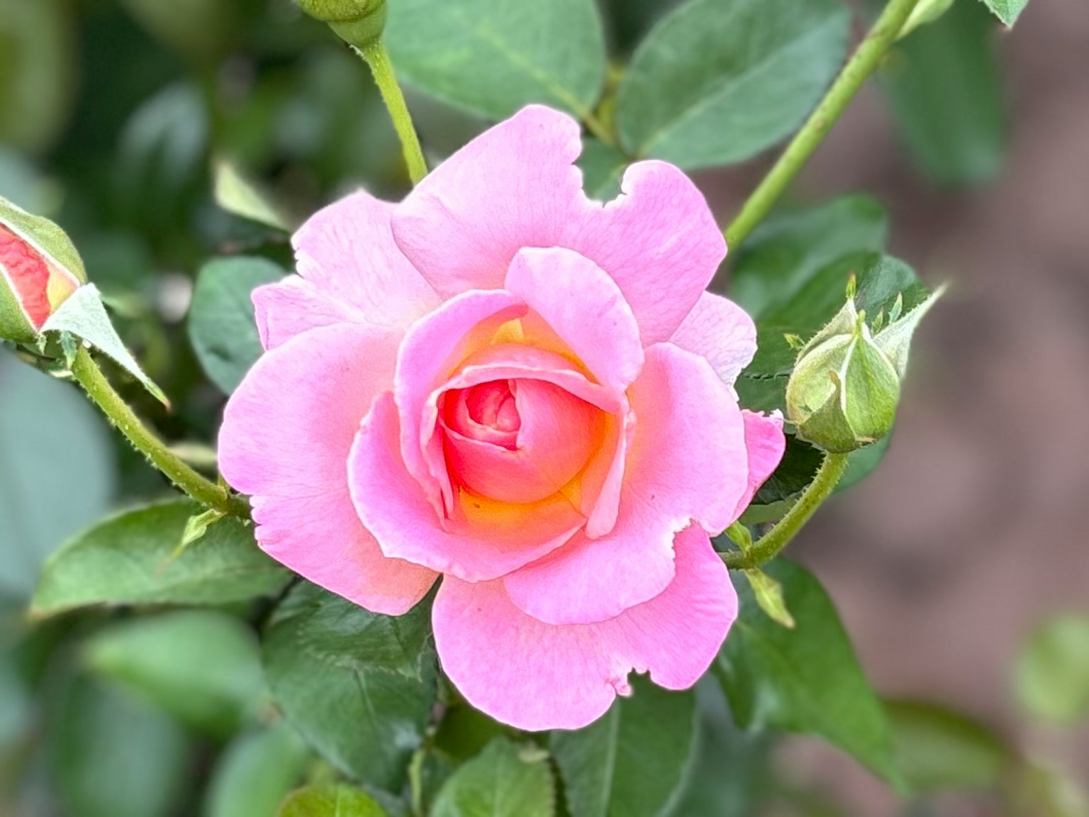 Bella rosa rosa con foglie verdi