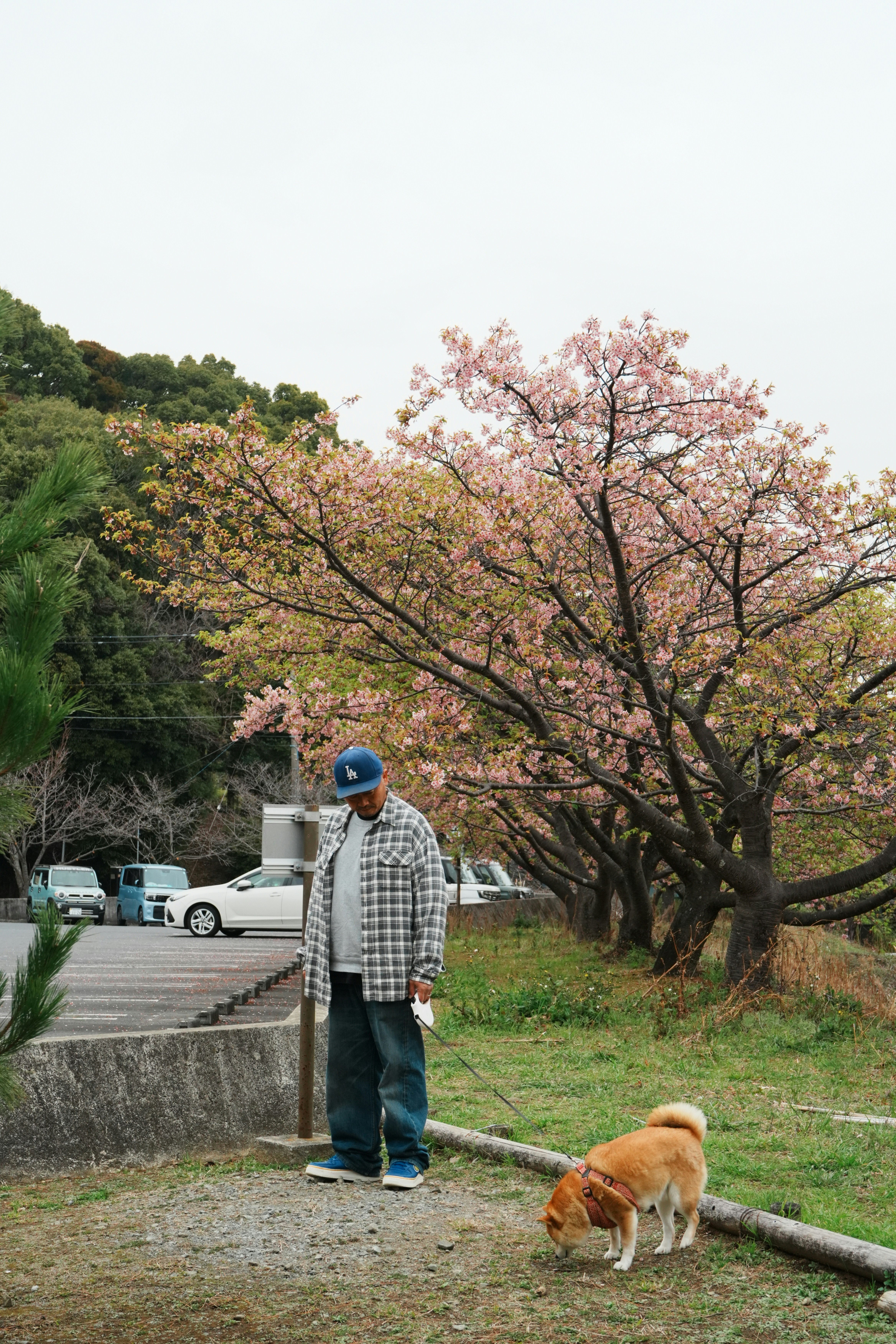桜の木の下に立つ男性と犬の写真