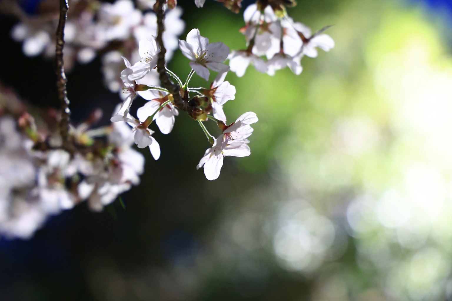 Acercamiento a flores de cerezo blancas en una rama con fondo verde borroso