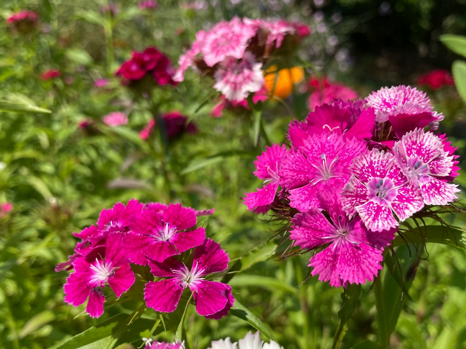 Flores rosadas y blancas vibrantes floreciendo en un jardín