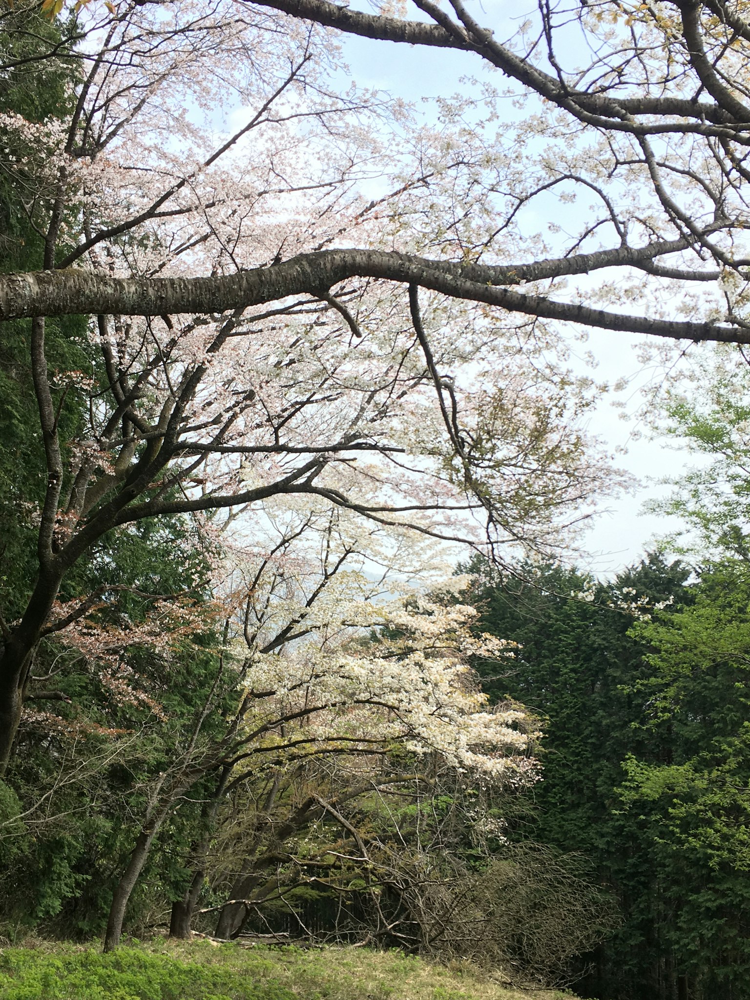 Pemandangan musim semi dengan pohon sakura berbunga dedaunan hijau dan langit biru