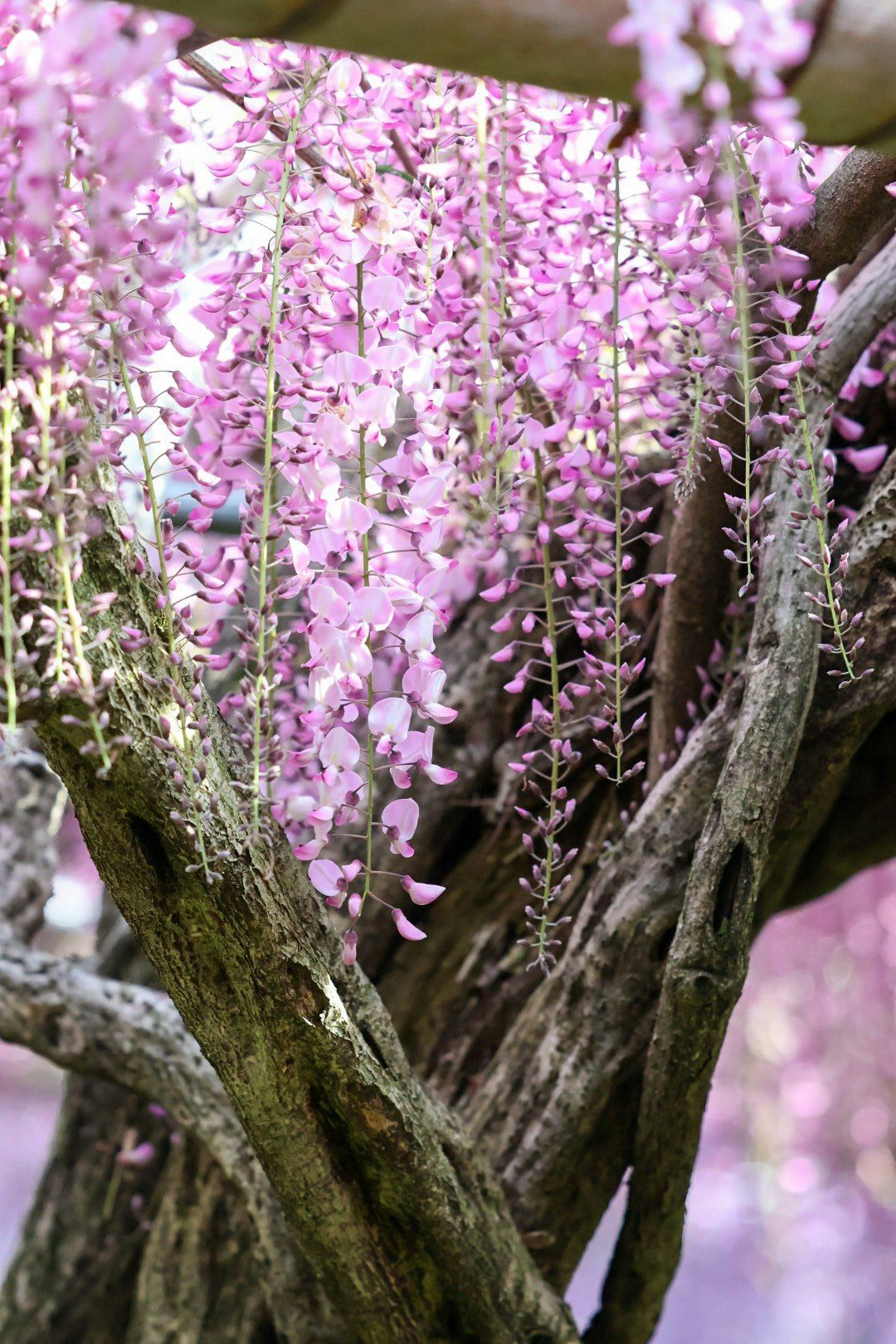 ピンクの花が咲く枝のクローズアップ