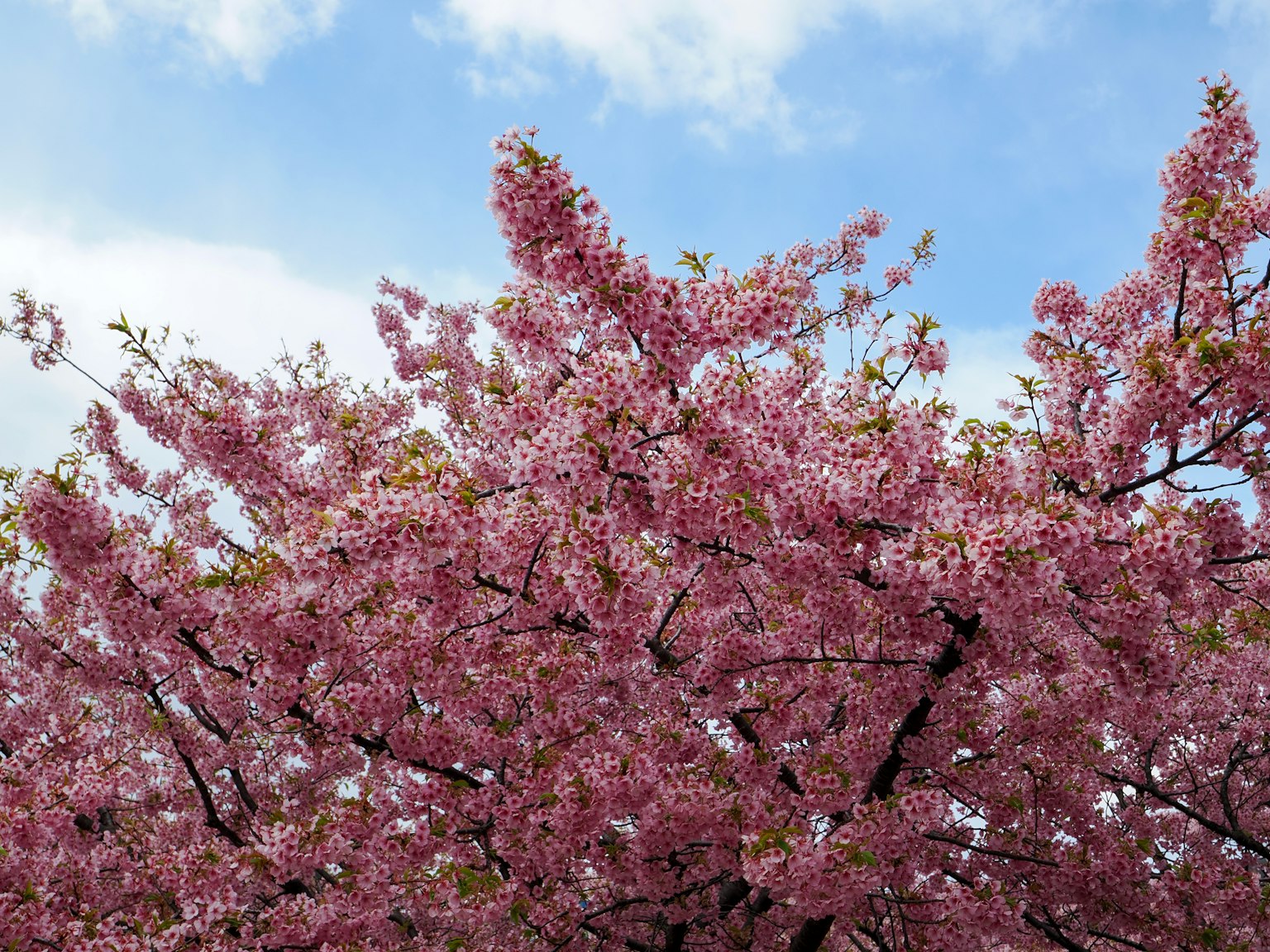 Una vista bellissima di un albero di ciliegio in fiore contro un cielo blu