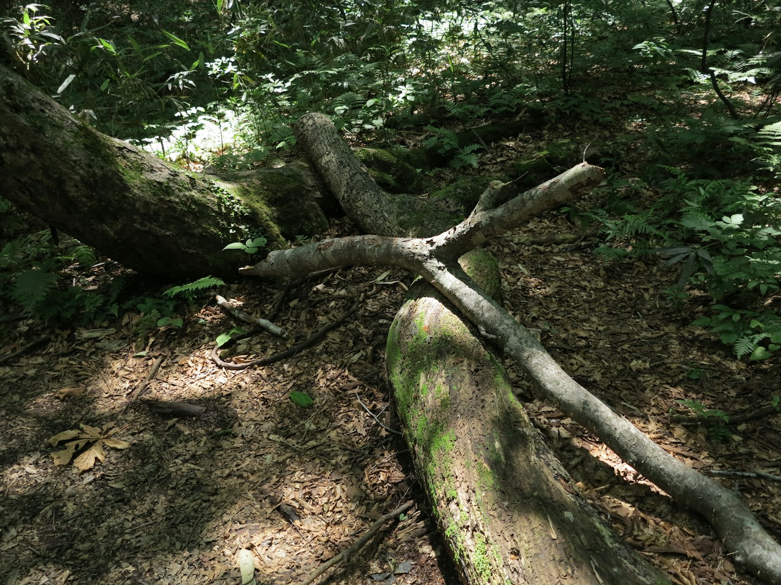 Tronchi e rami caduti in una foresta