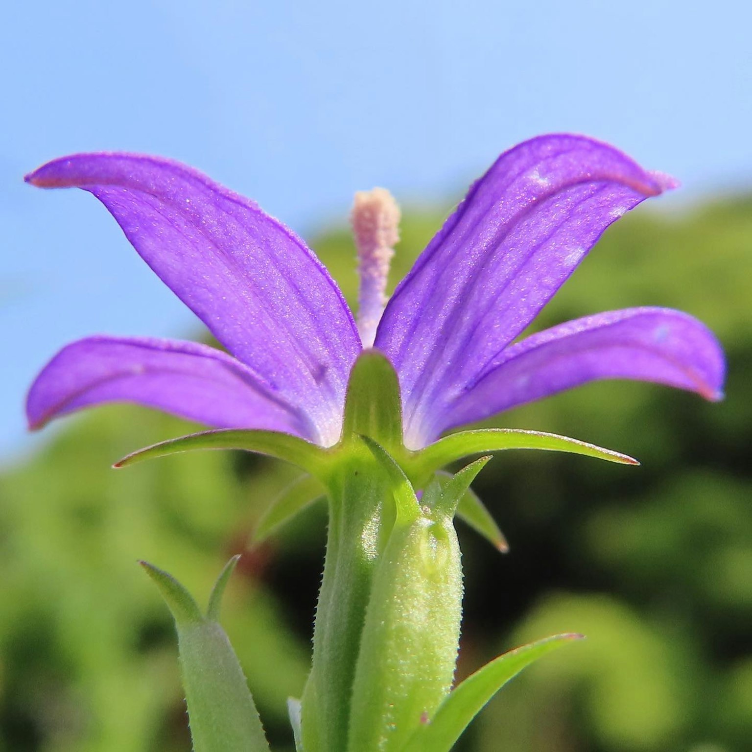 Close-up image of a vibrant purple flower