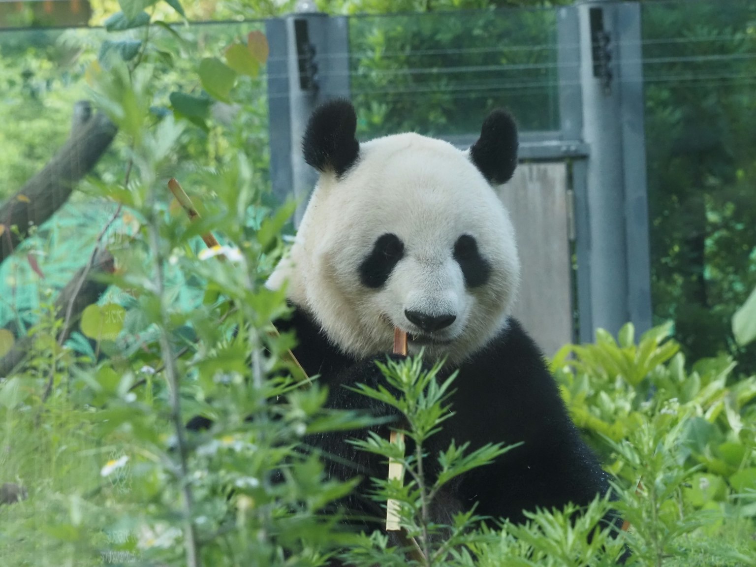 Un panda assis parmi des plantes vertes