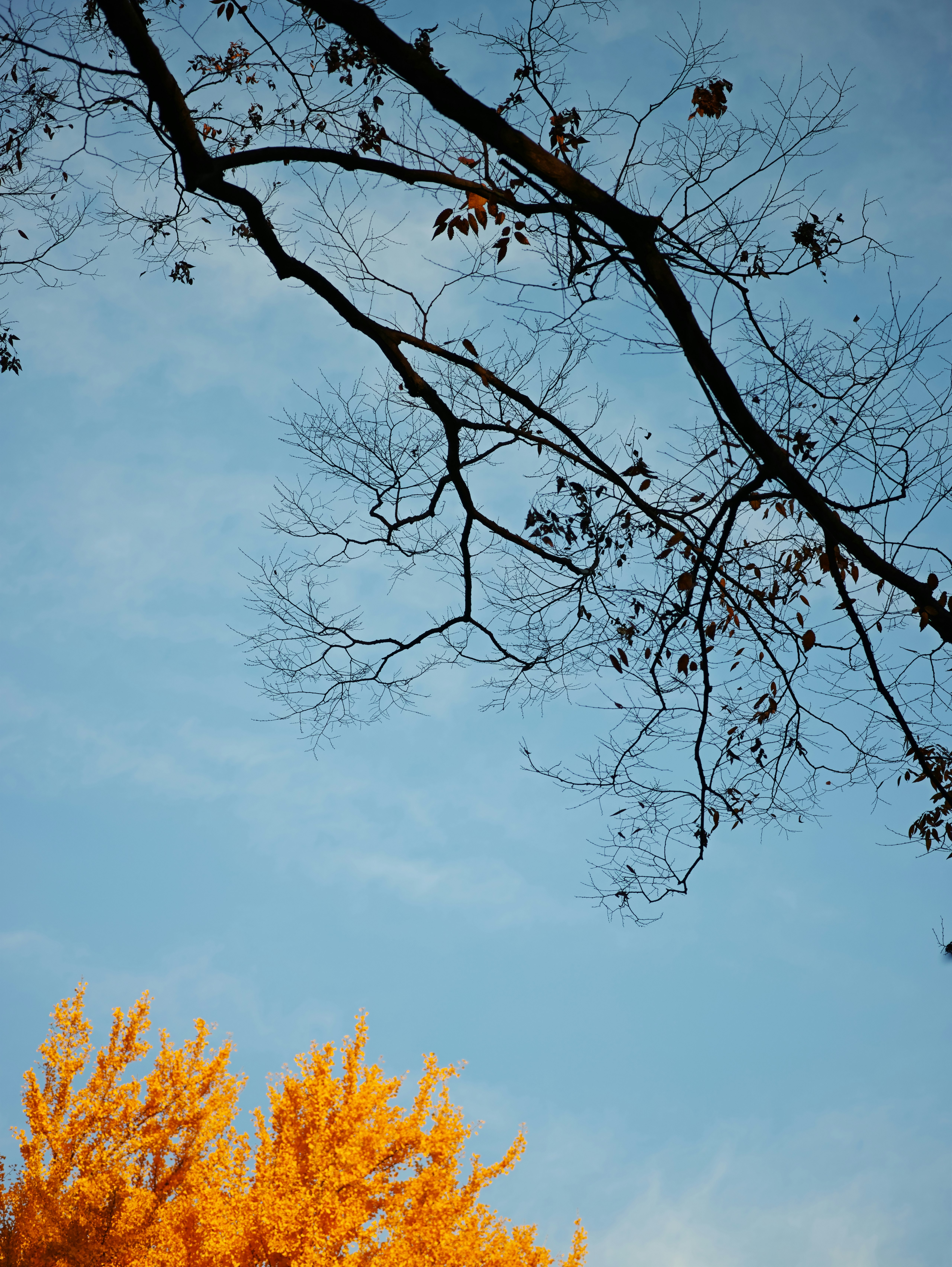 ramas de árbol con hojas marchitas sobre un cielo azul