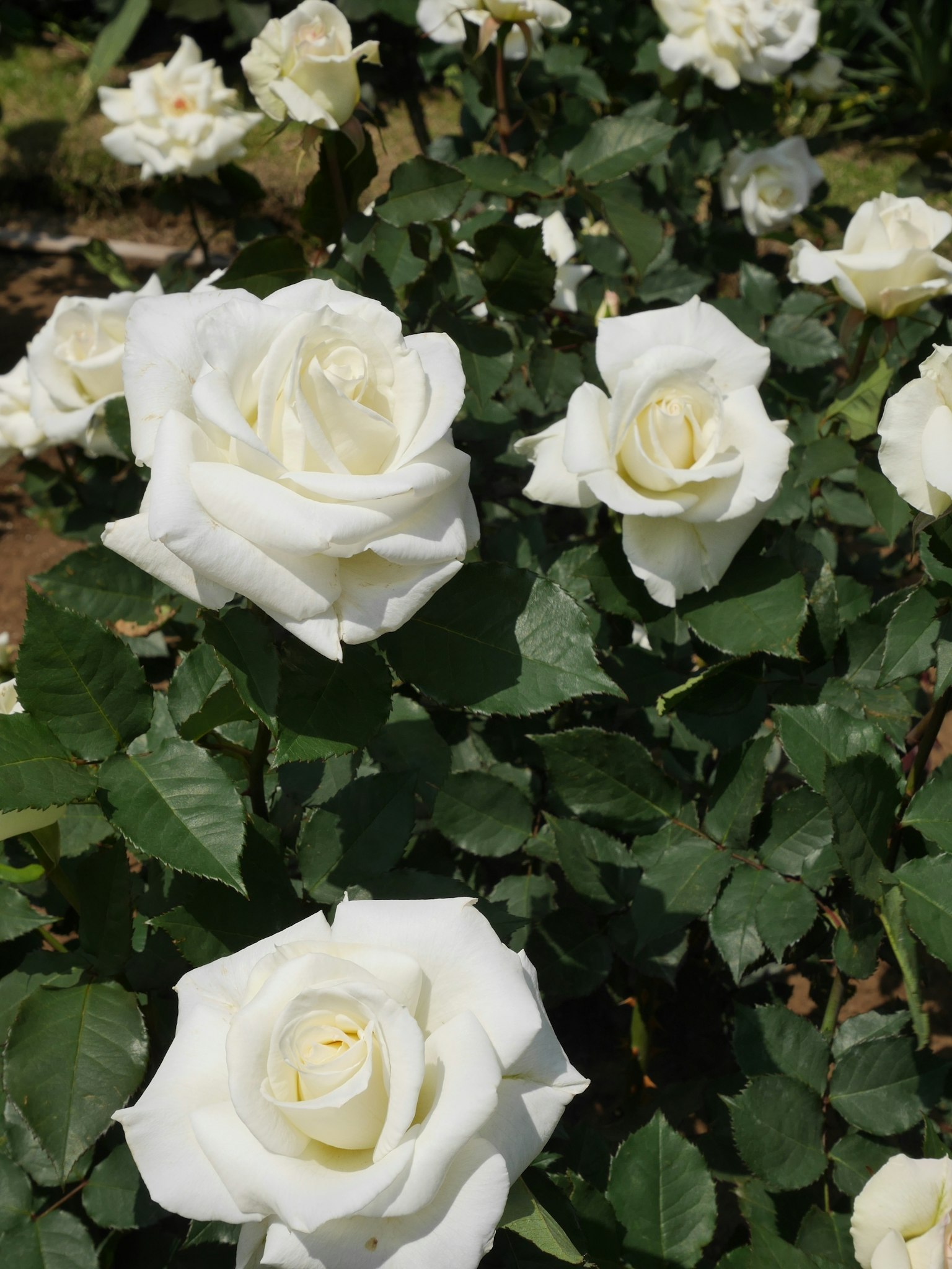 Eine Gartenszene mit blühenden weißen Rosen