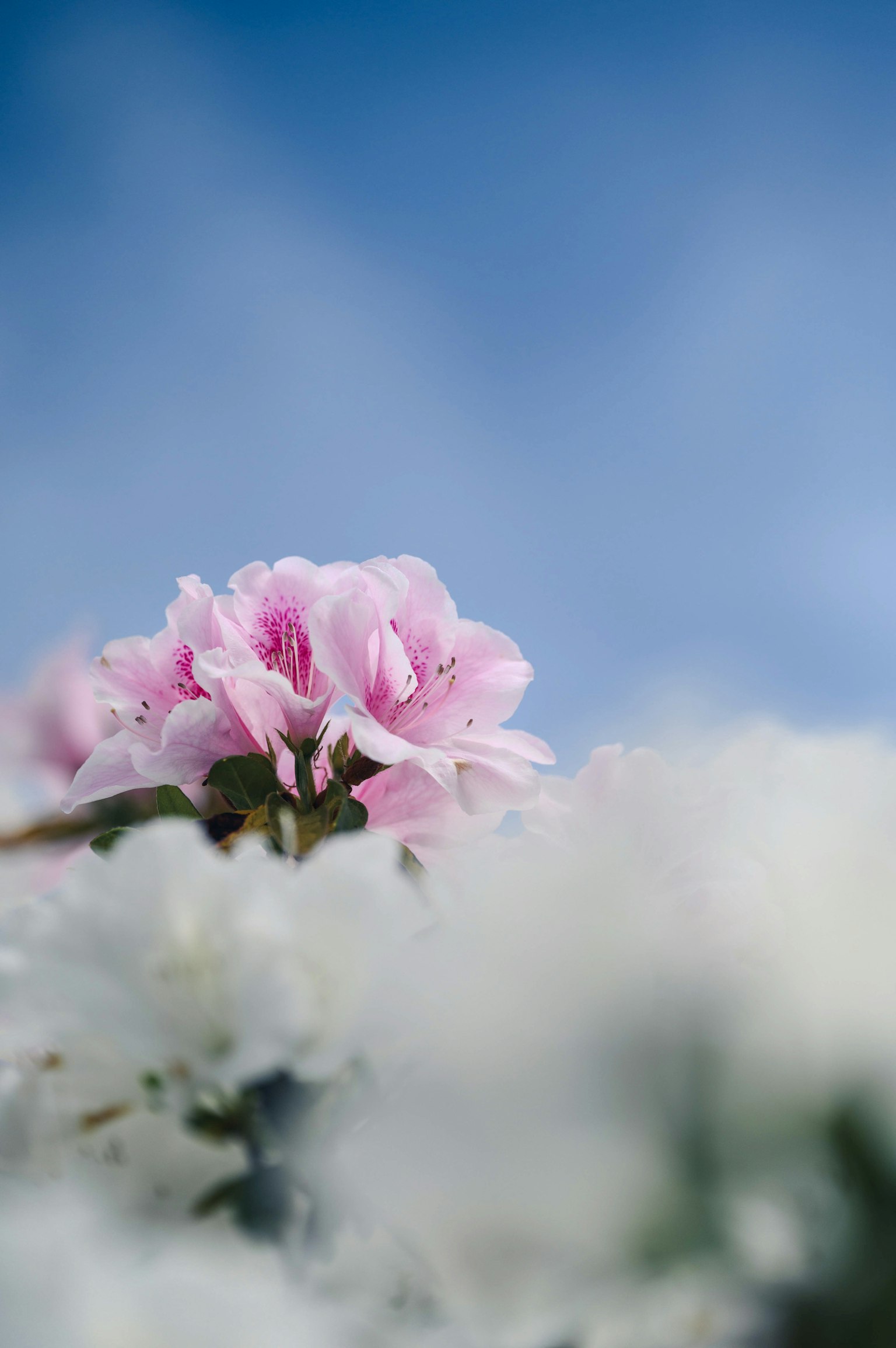 Zarte rosa Blume unter einem blauen Himmel mit weichen weißen Blütenblättern