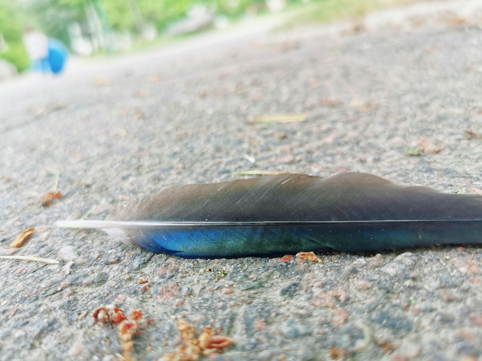 Gros plan d'une plume bleue posée sur le sol