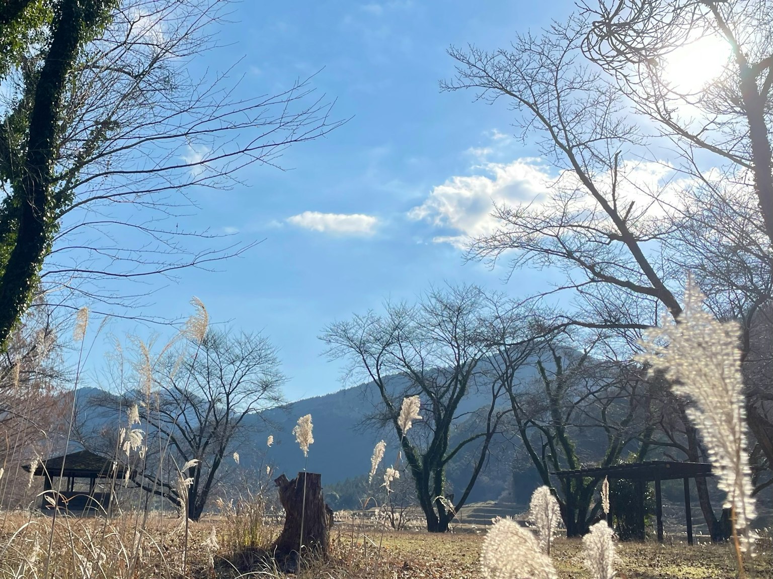 Paesaggio naturale con cielo azzurro e nuvole che presenta erbe bianche