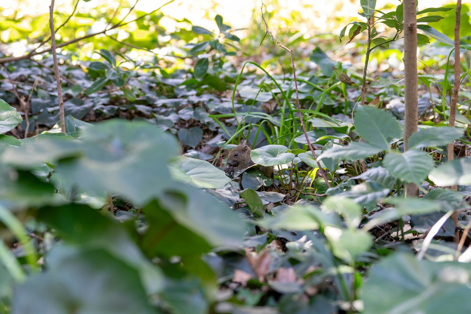 Primer plano de hojas verdes en el suelo con luz solar filtrándose