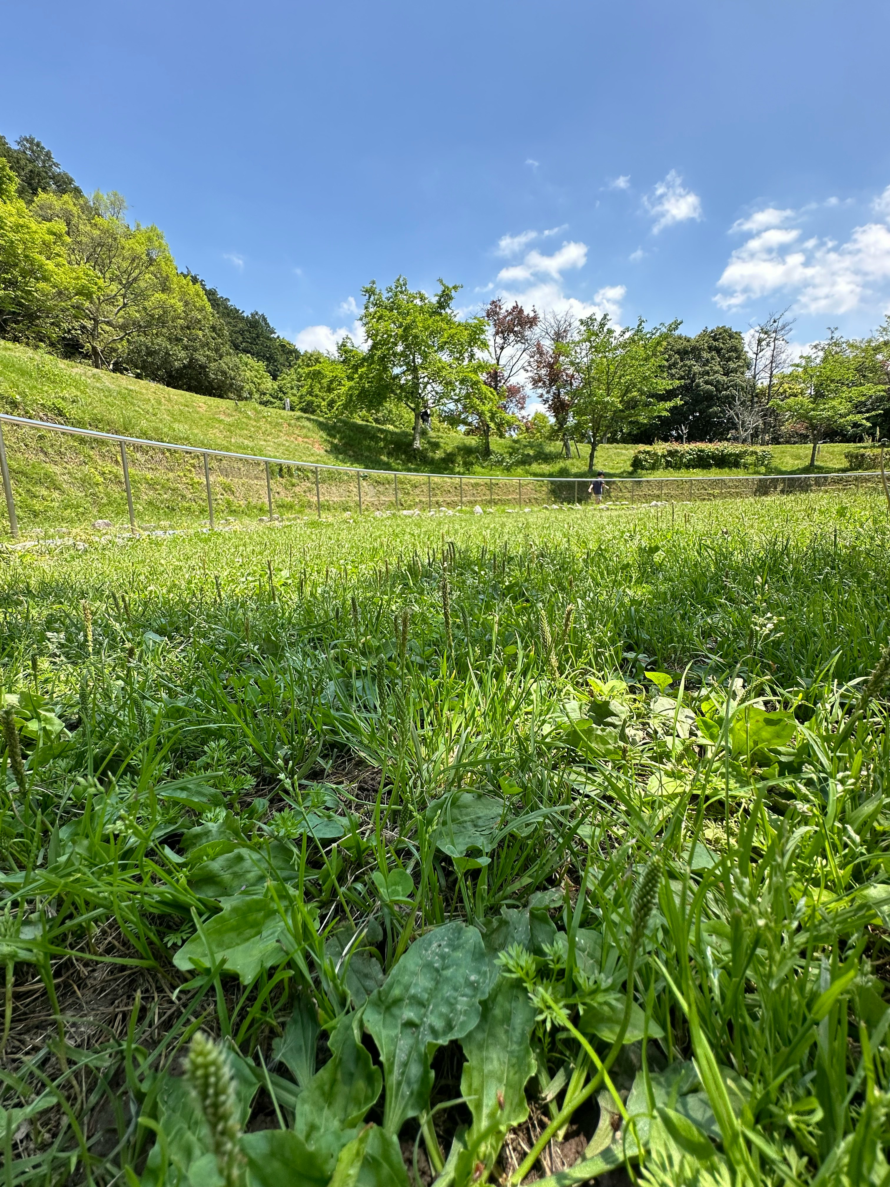 春の地面に広がる緑の草地と柵のある畑