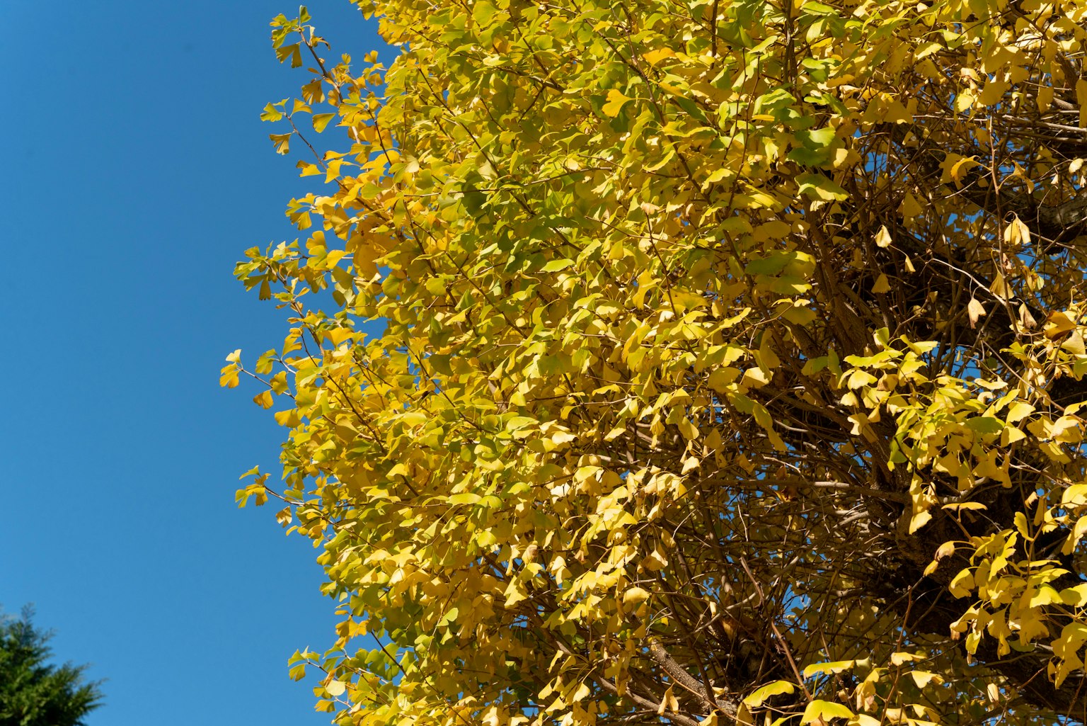 Un albero con foglie gialle vivaci sotto un cielo blu chiaro