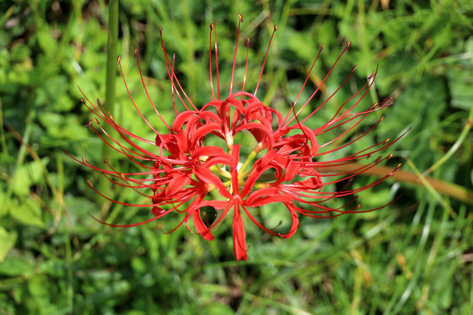 A vibrant red flower blooming amidst green grass