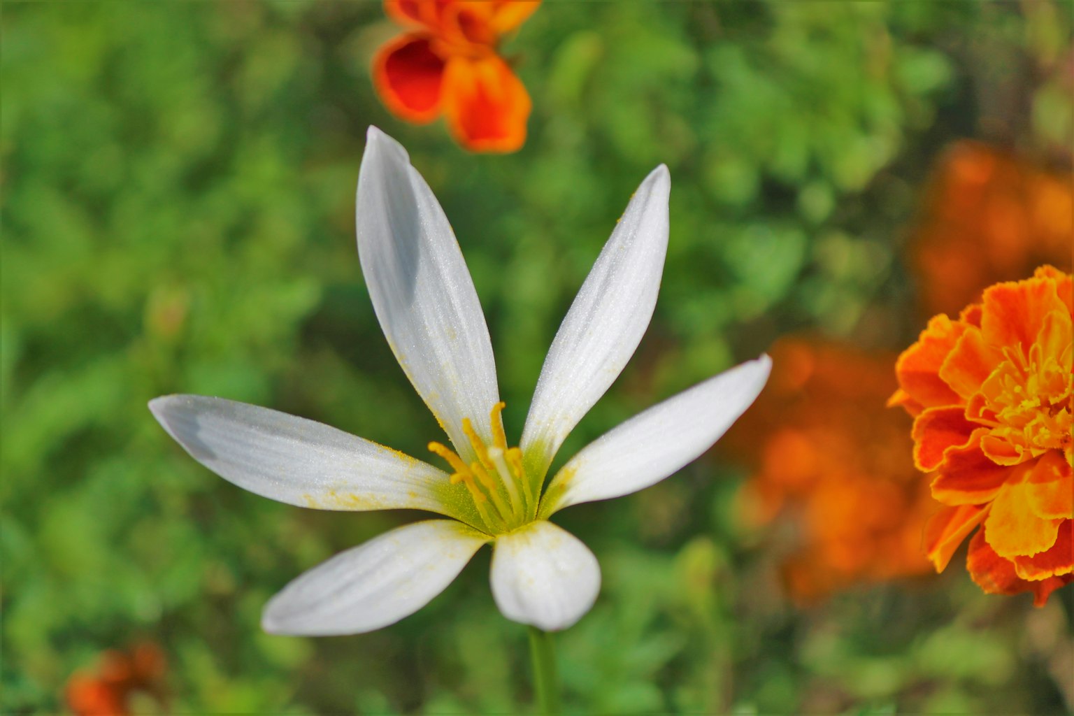 一朵白色花朵，周围环绕着橙色万寿菊花