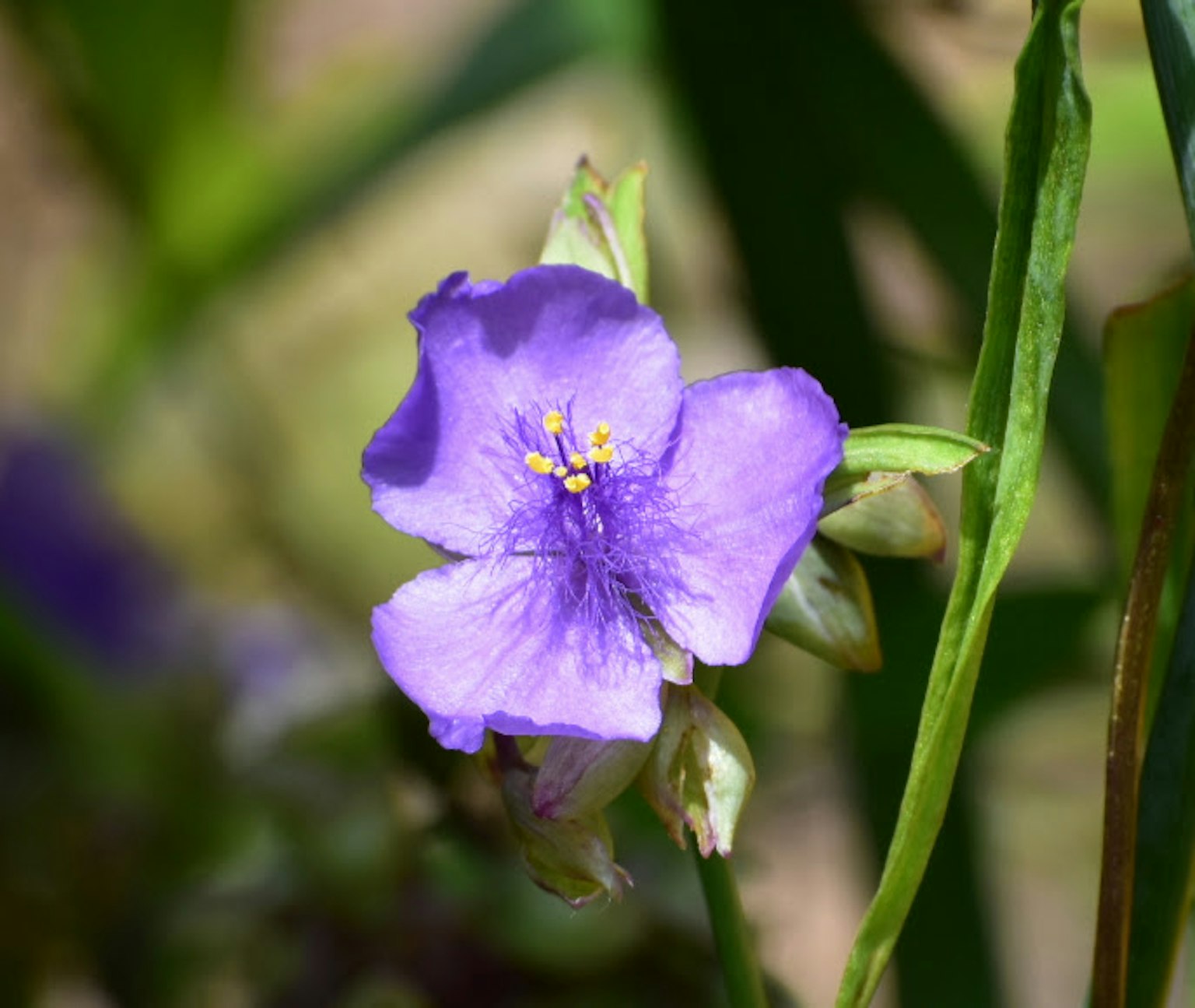Fleur violette épanouie parmi des feuilles vertes