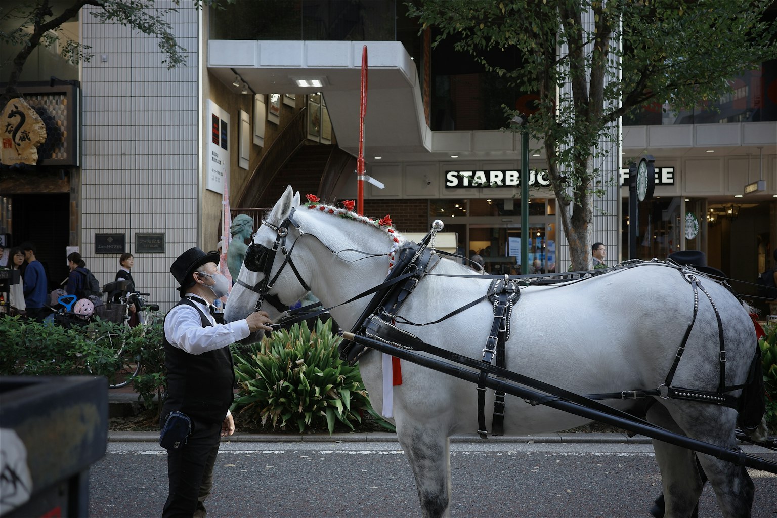 Scena di un cavallo bianco che interagisce con il suo conducente in un ambiente urbano insegna Starbucks visibile