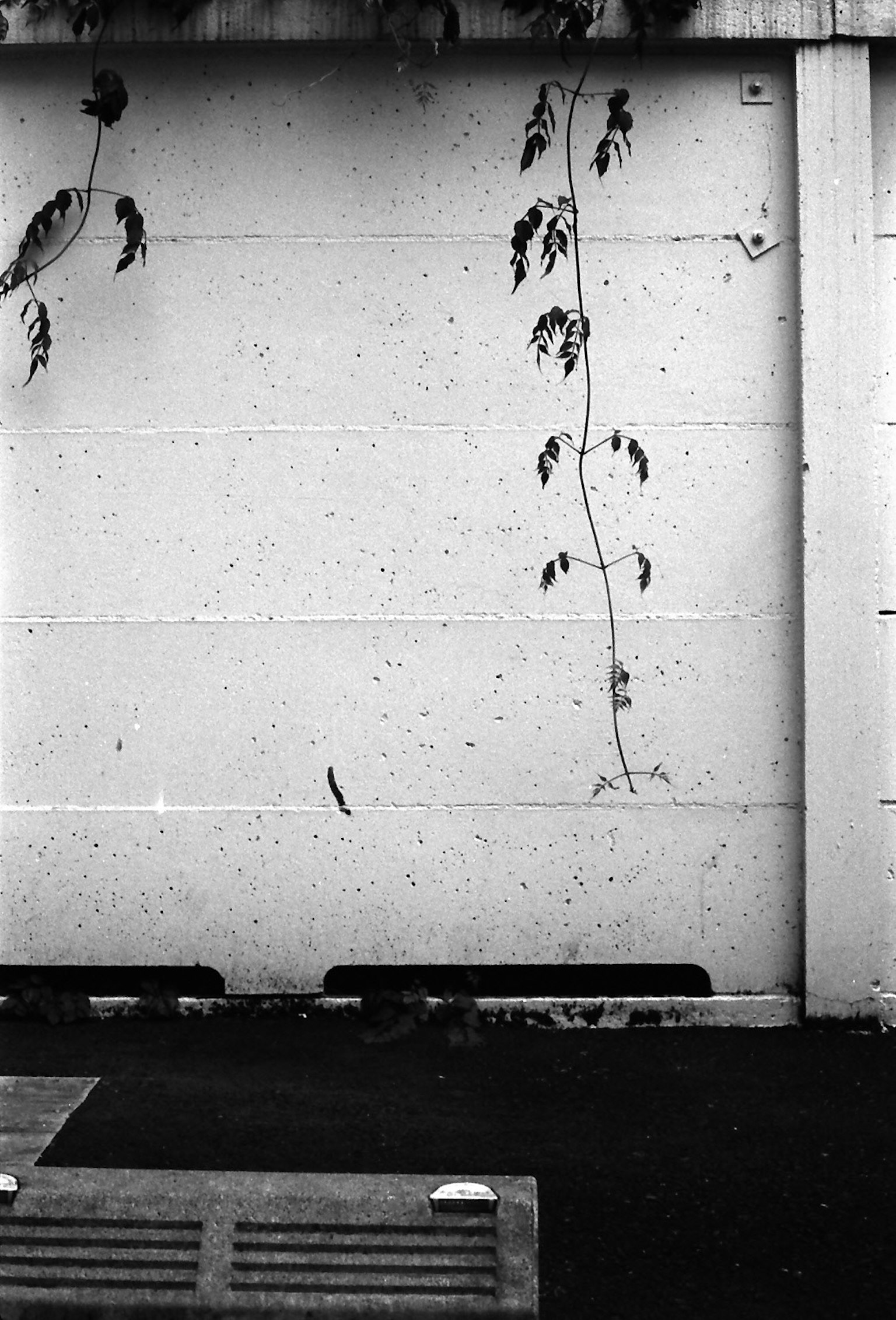 Vignes grimpant sur un mur blanc avec un pavé noir en bas