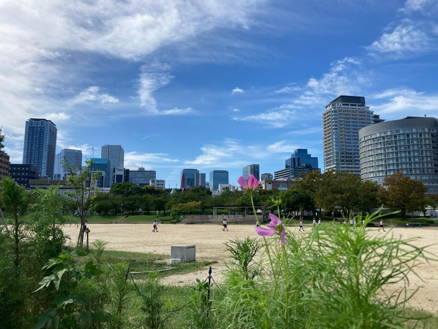 青空の下に広がる都市の風景と公園の砂地に咲く花