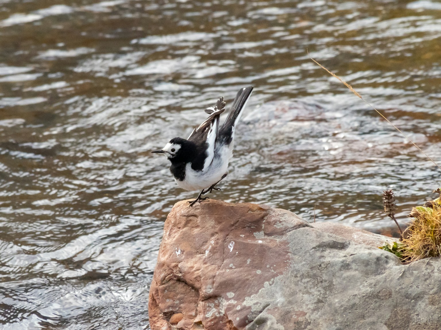 Un pájaro blanco y negro de pie sobre una roca junto al agua