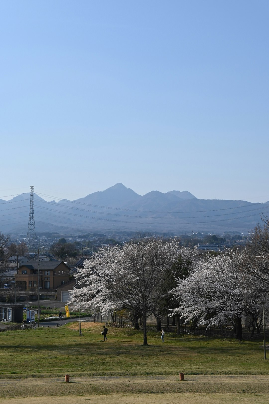 春季公園櫻花與遠處群山景色
