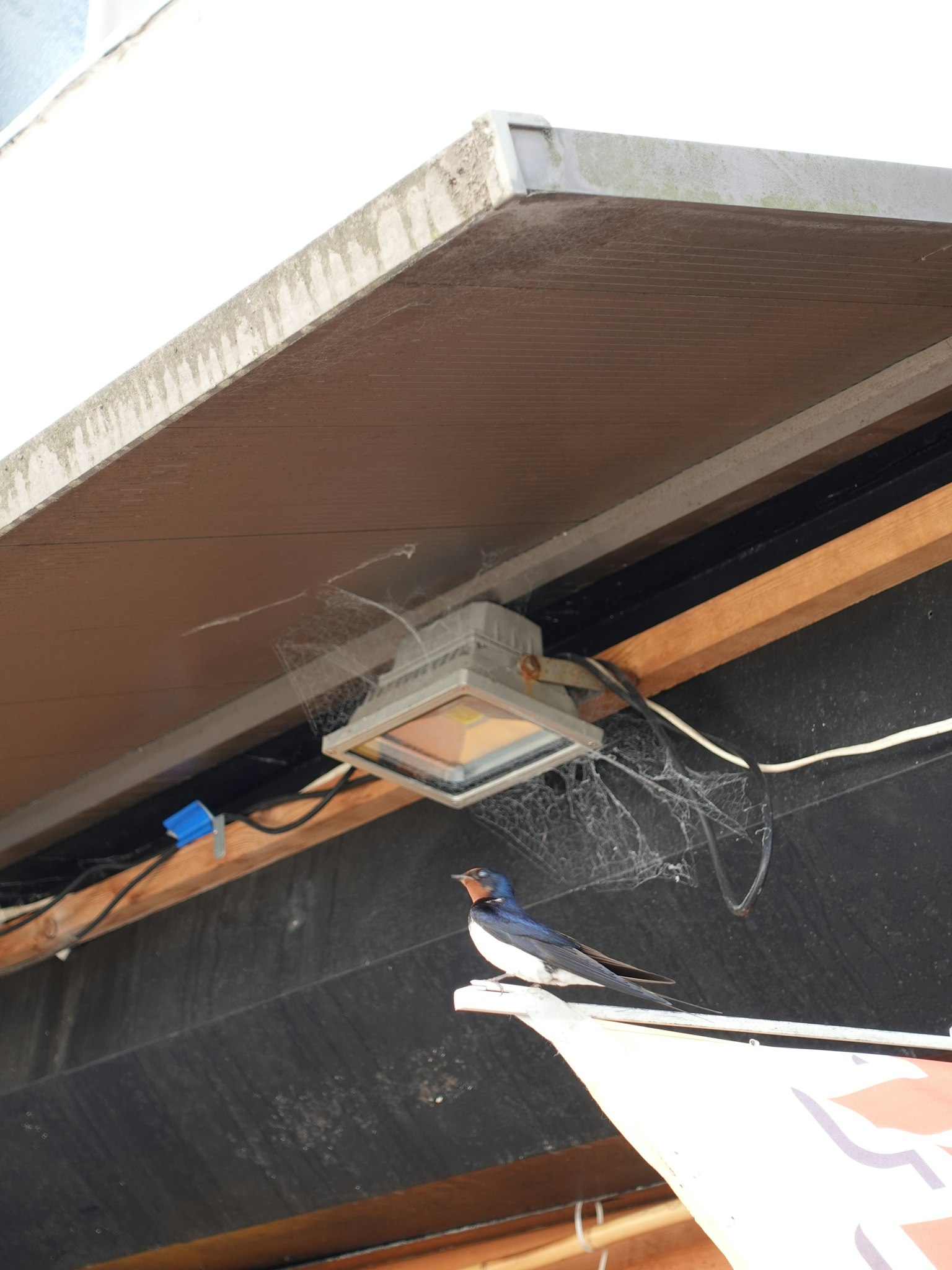Swallow bird perched near a light fixture with spider webs