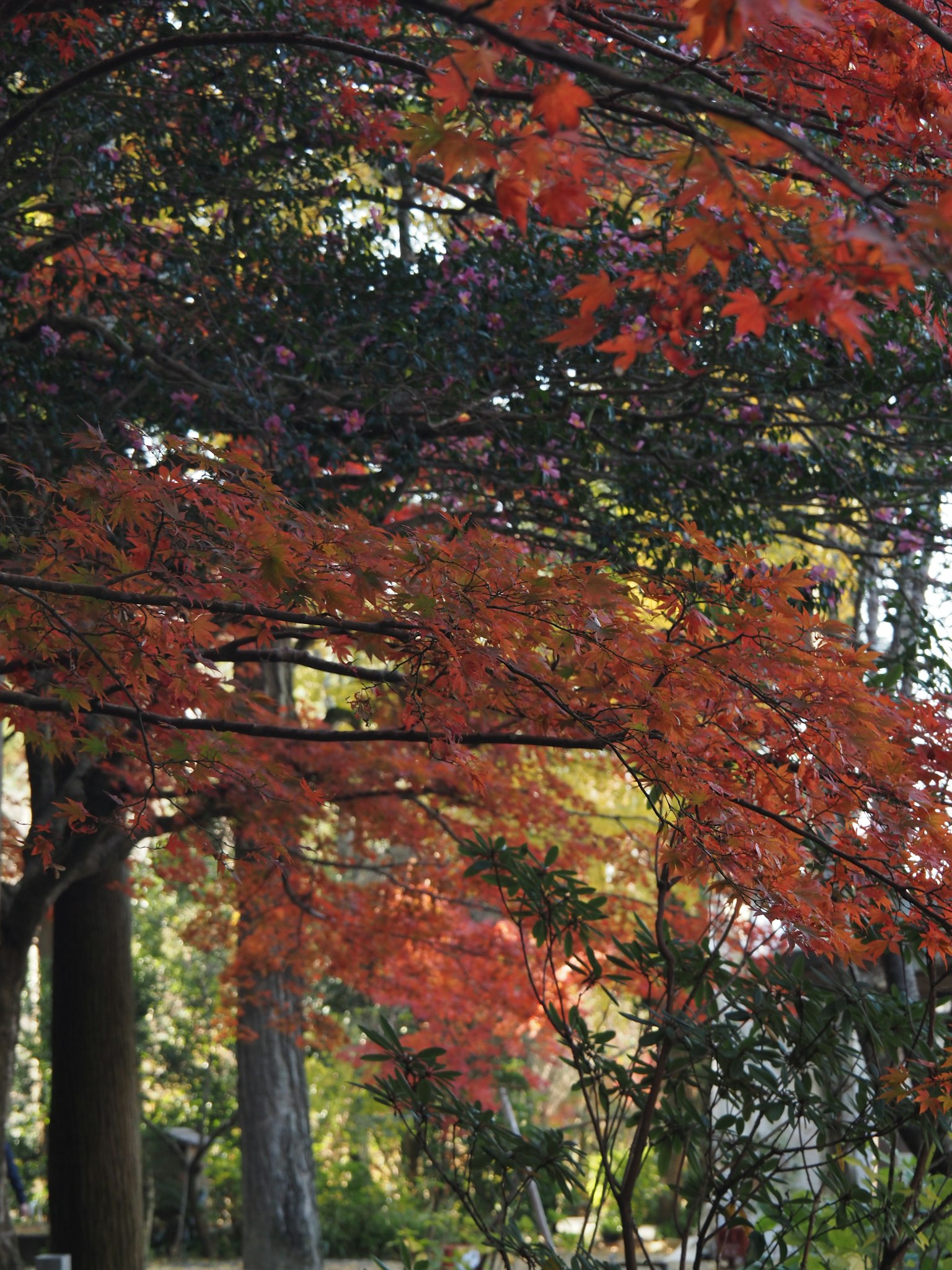 Foglie d'autunno vibranti con foglie rosse sorprendenti