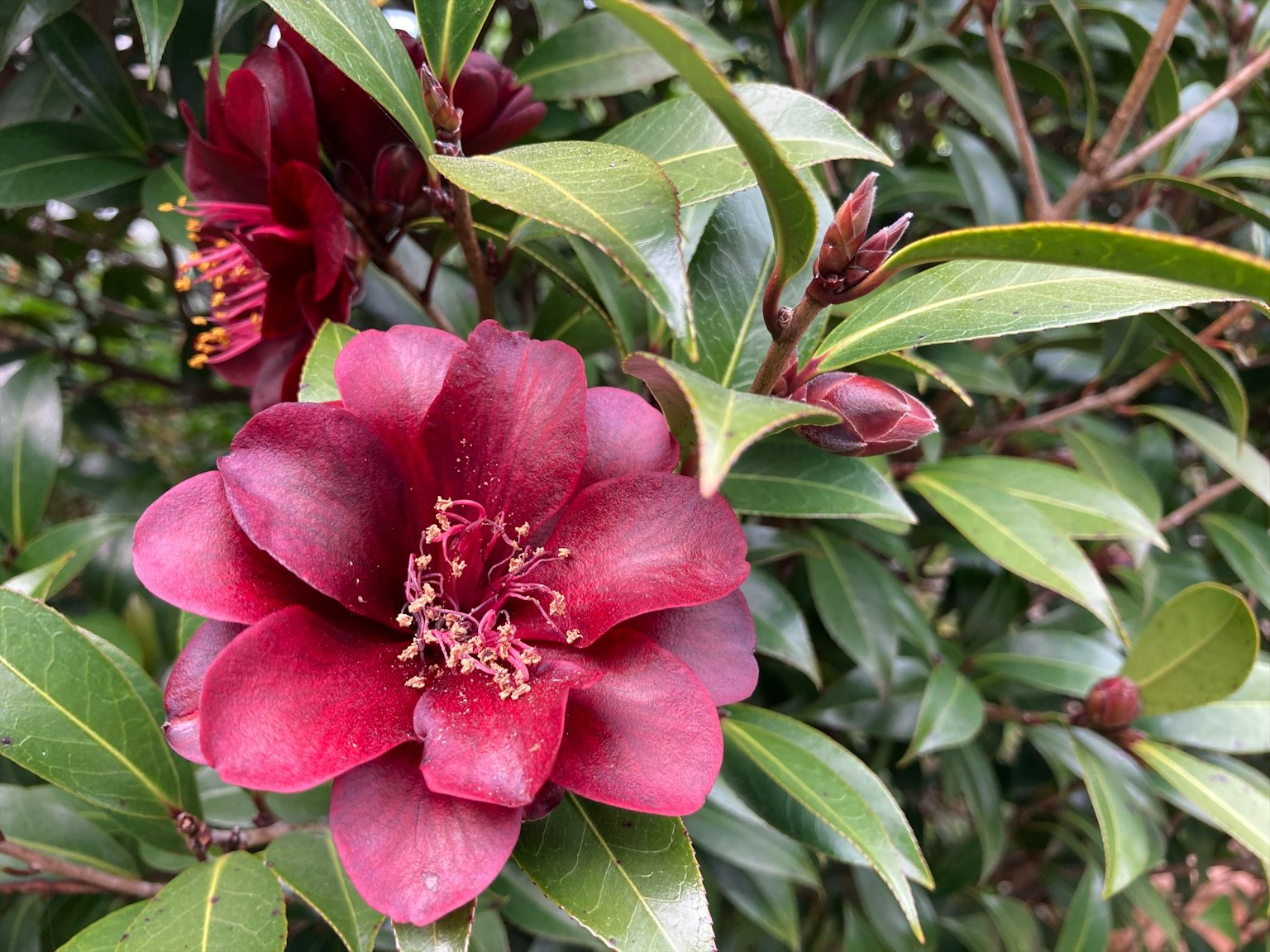 Acercamiento de una planta con flores rojas profundas y hojas verdes