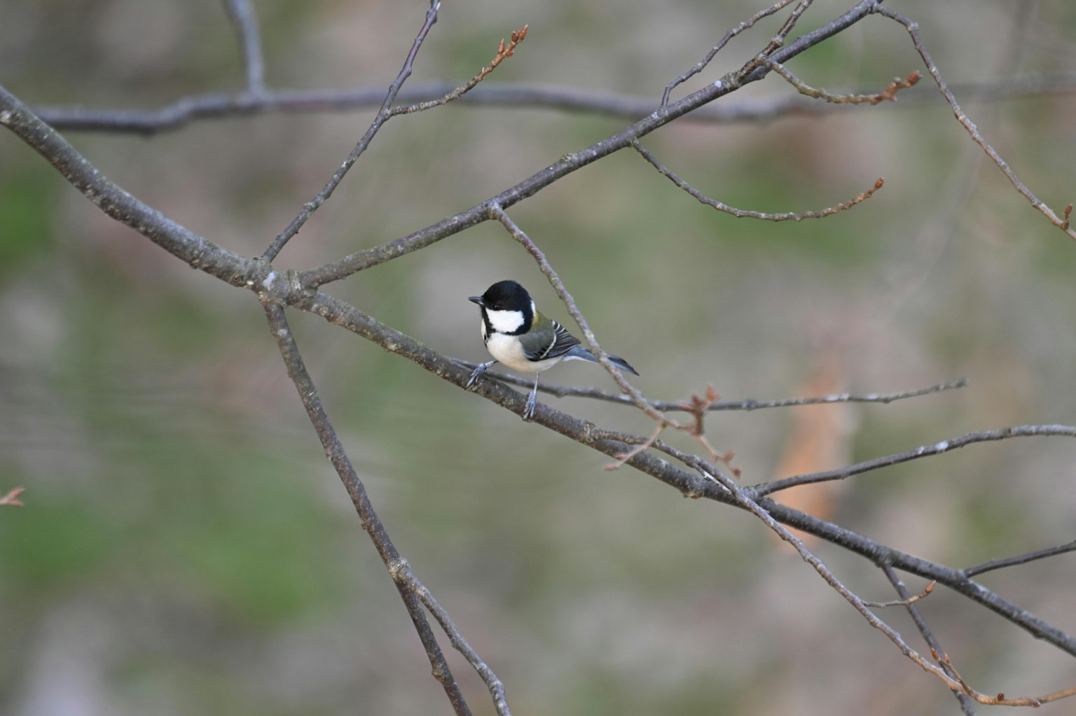 A small bird perched on a branch with a blurred green background