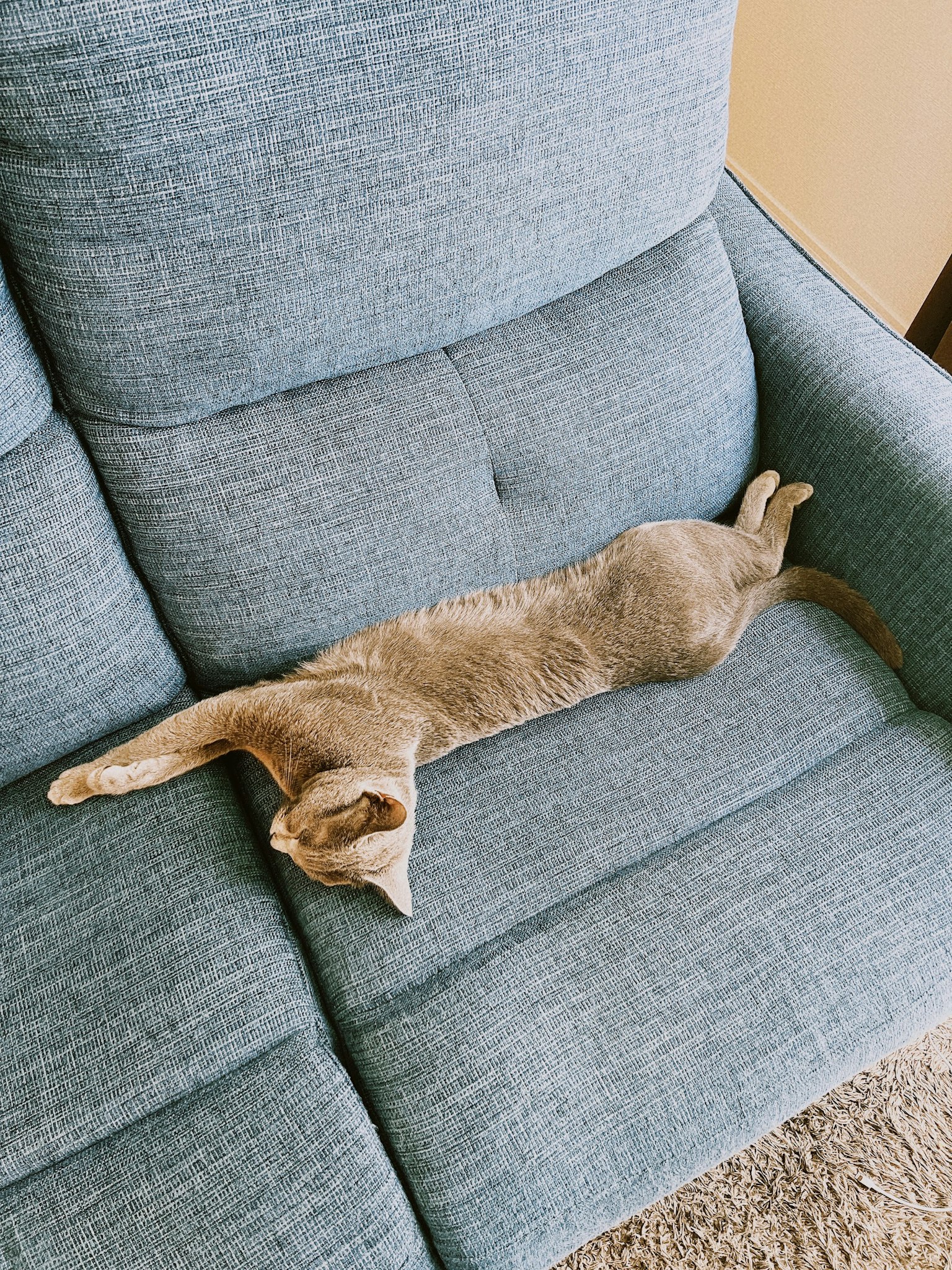 Gato gris estirándose en un sofá azul