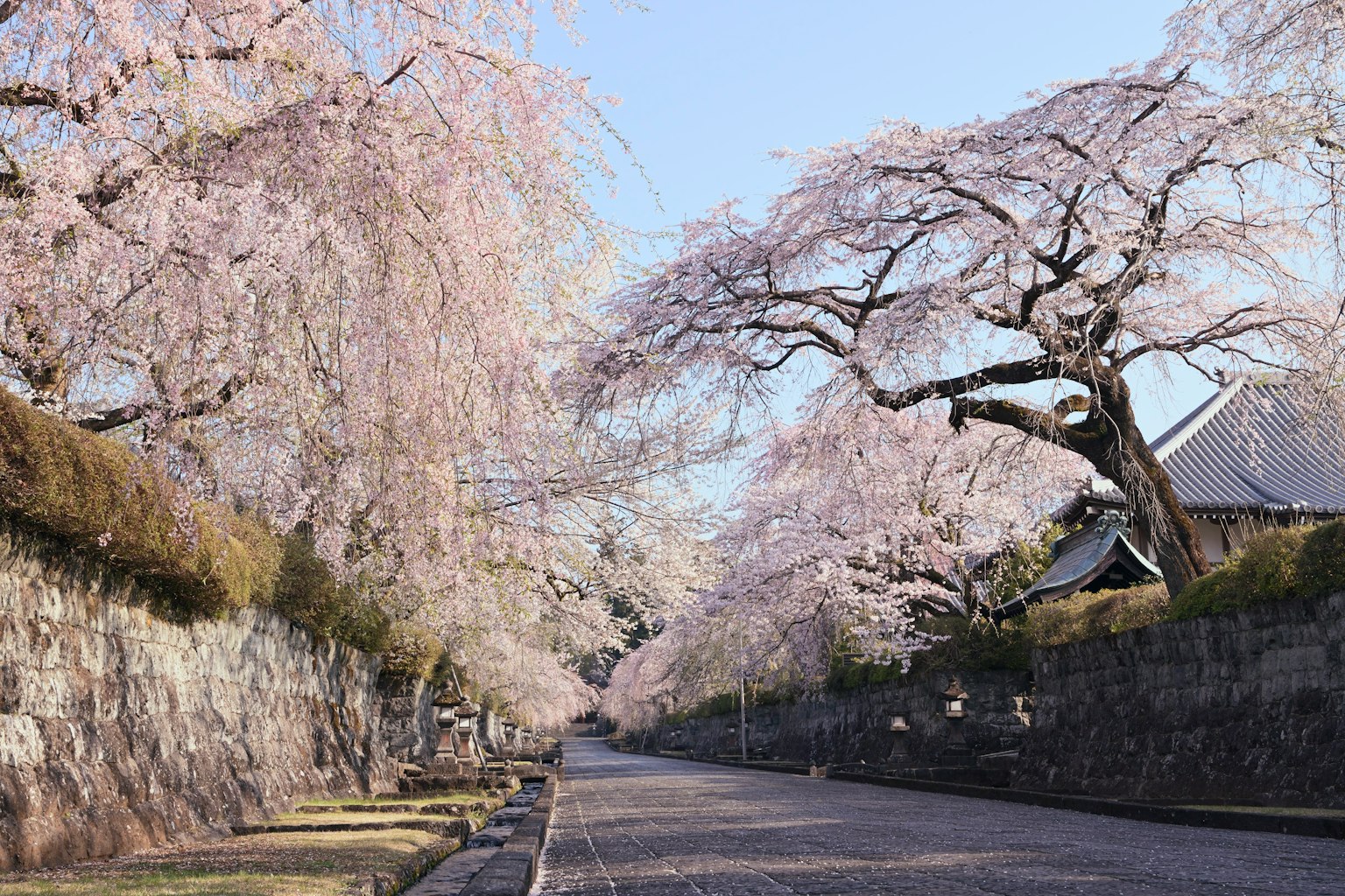 Vue pittoresque d'une rue tranquille bordée de cerisiers en fleurs