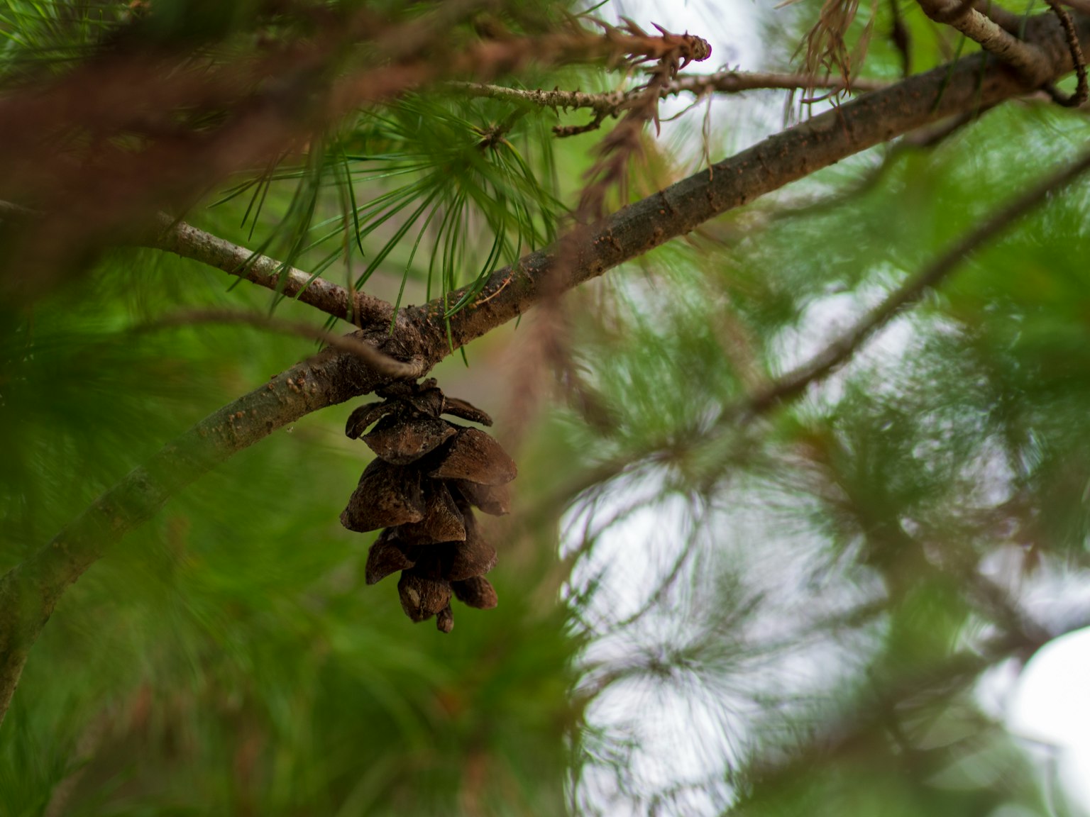Pine cones hanging from a branch of a pine tree with green foliage