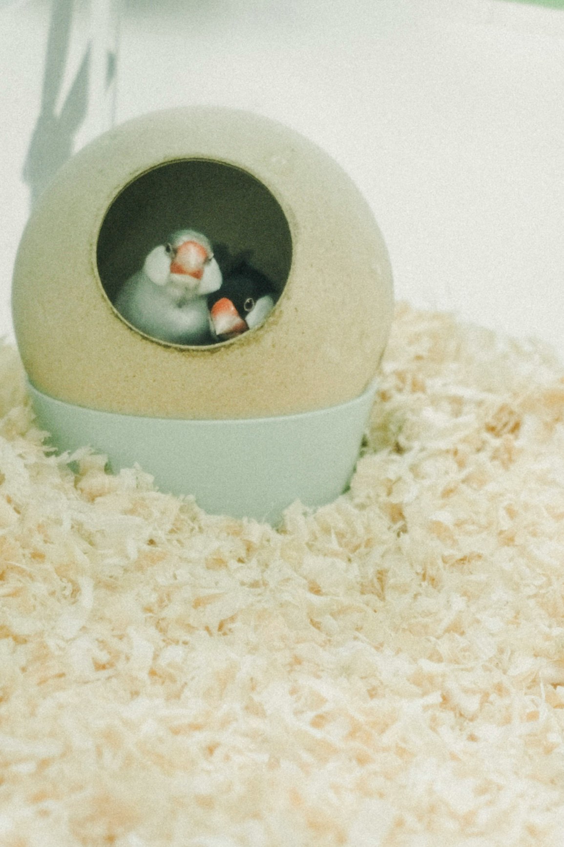 米色圓頂小屋裡休息的小寵物