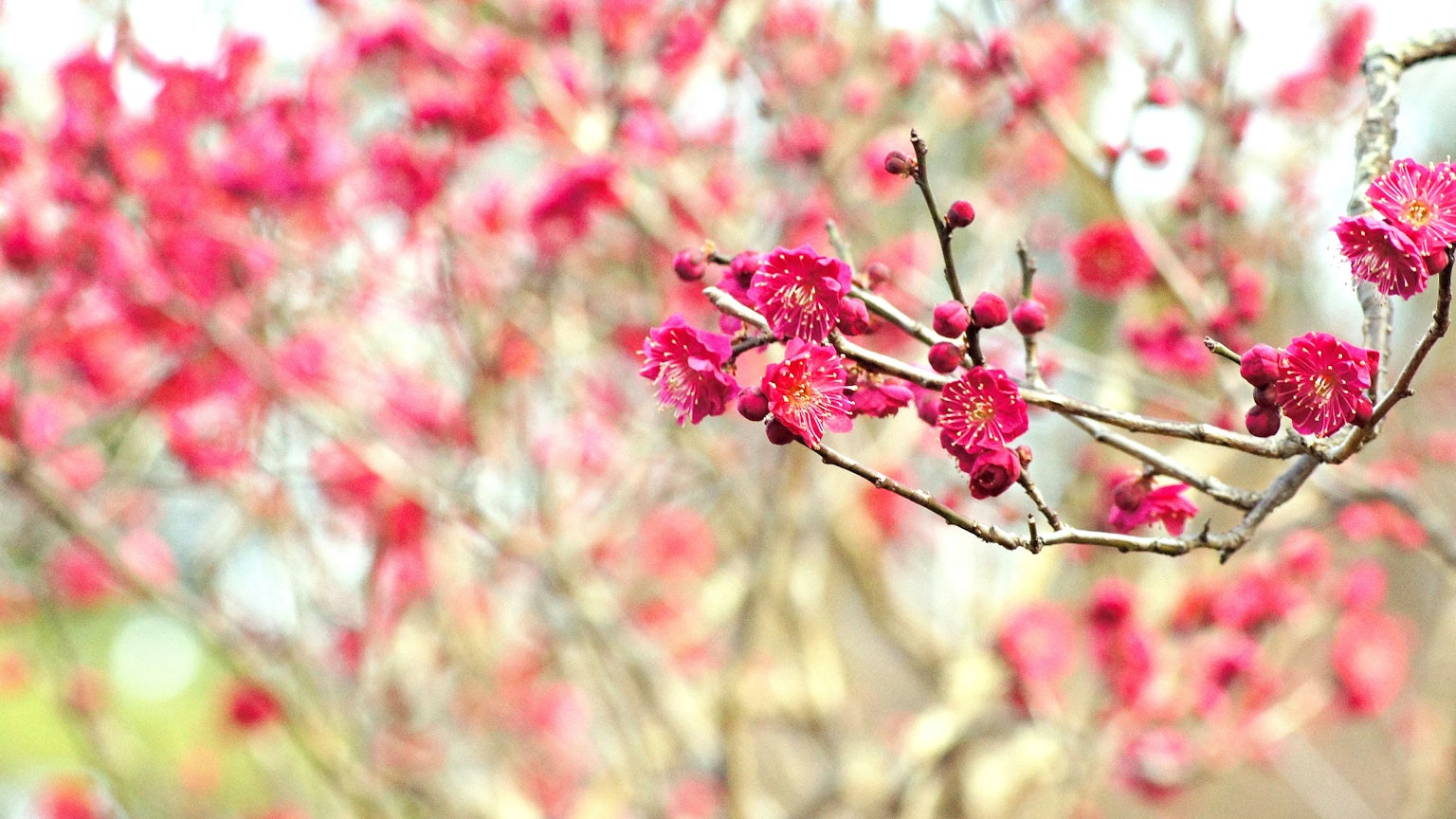 Primer plano de ramas con flores rojas en flor