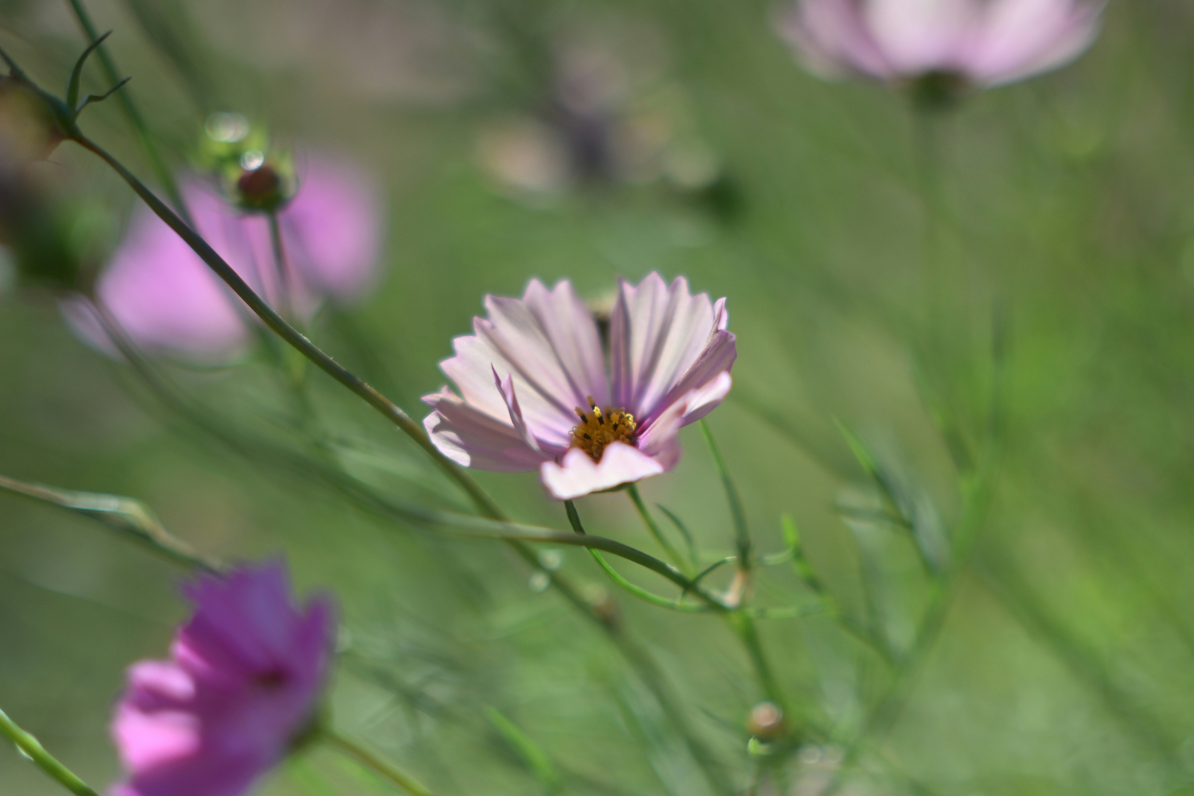 ピンクのコスモスが咲く草地の花