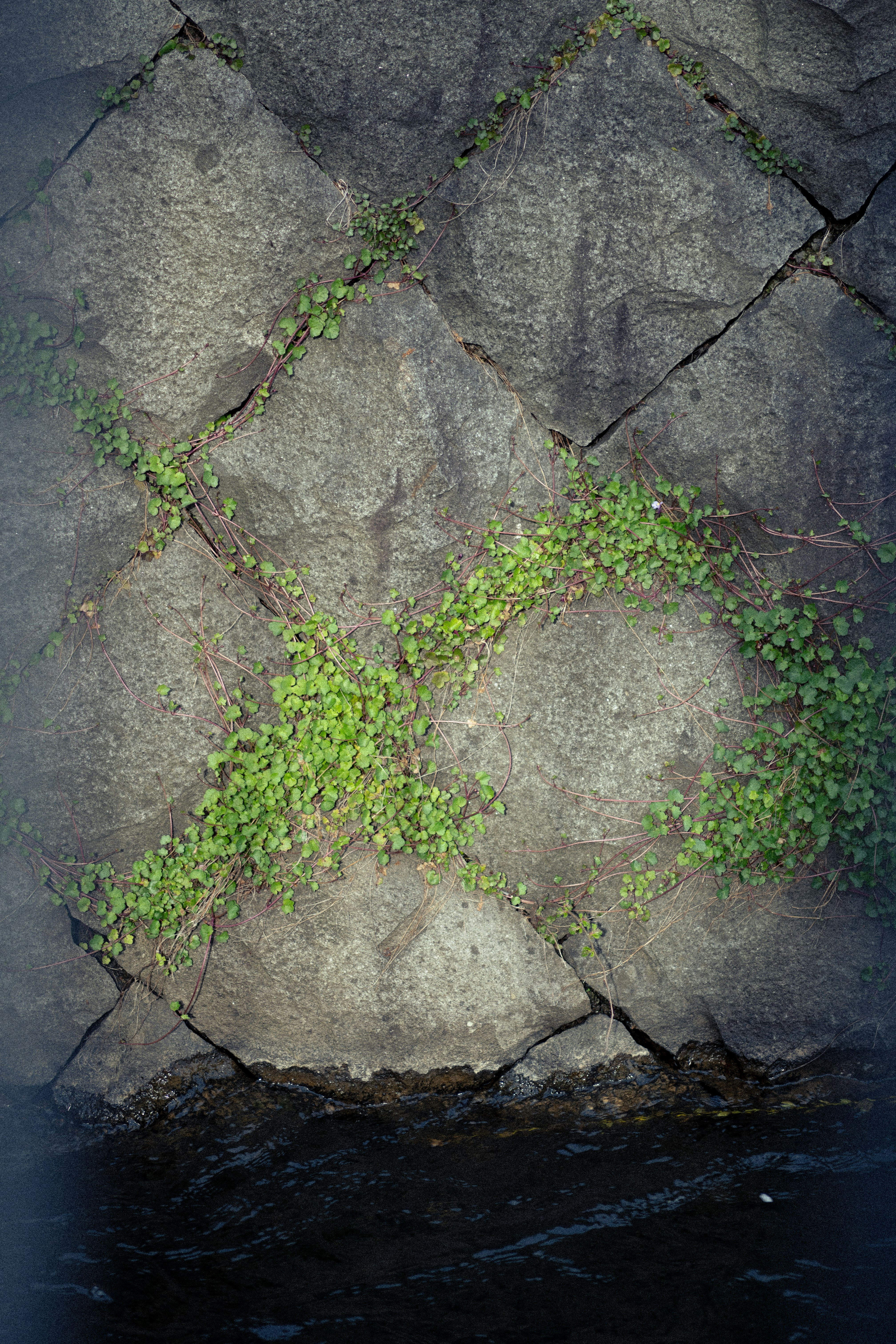 石畳の割れ目に広がる苔と小さな植物のある路面