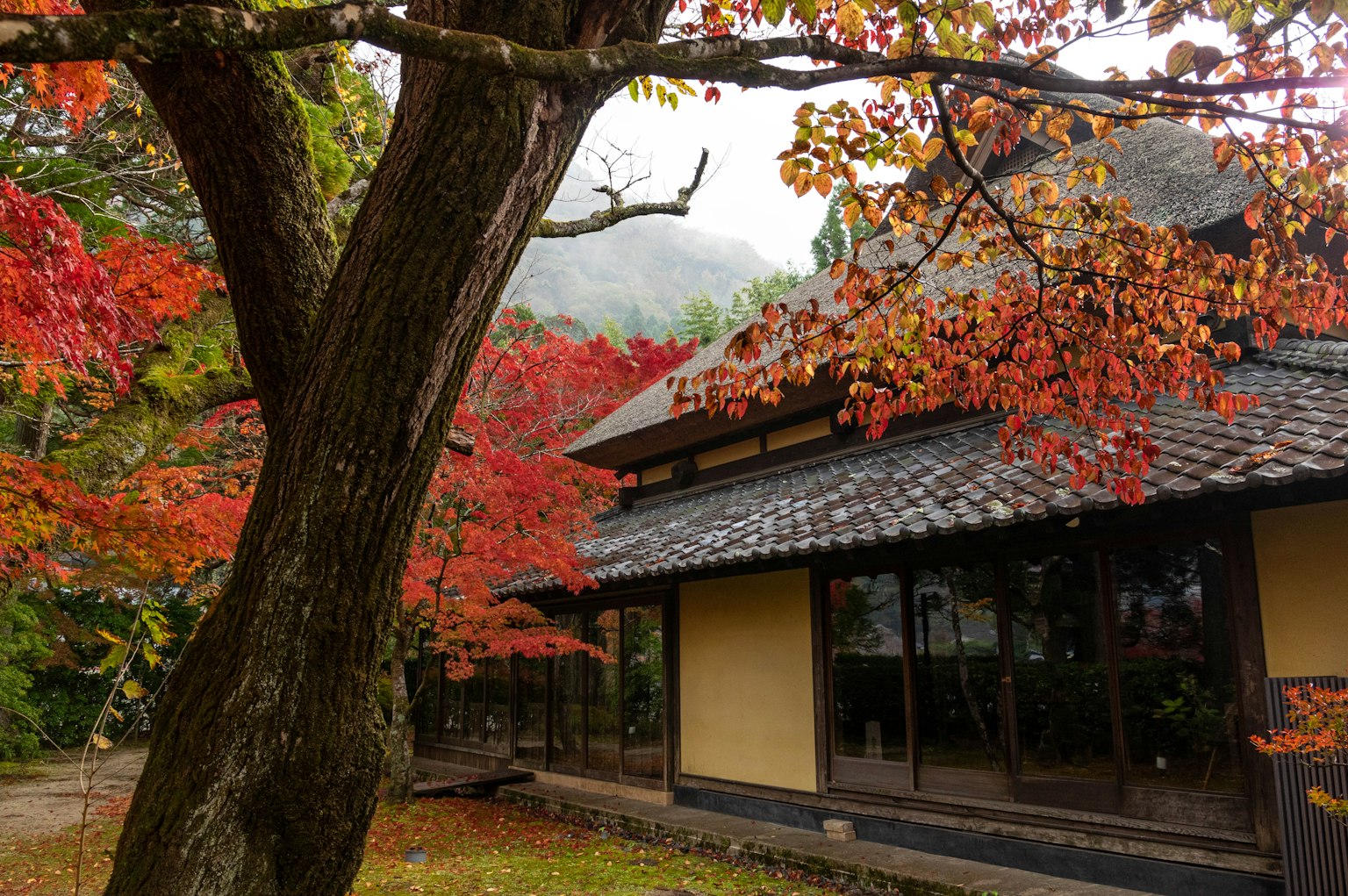 Traditional Japanese house surrounded by autumn foliage
