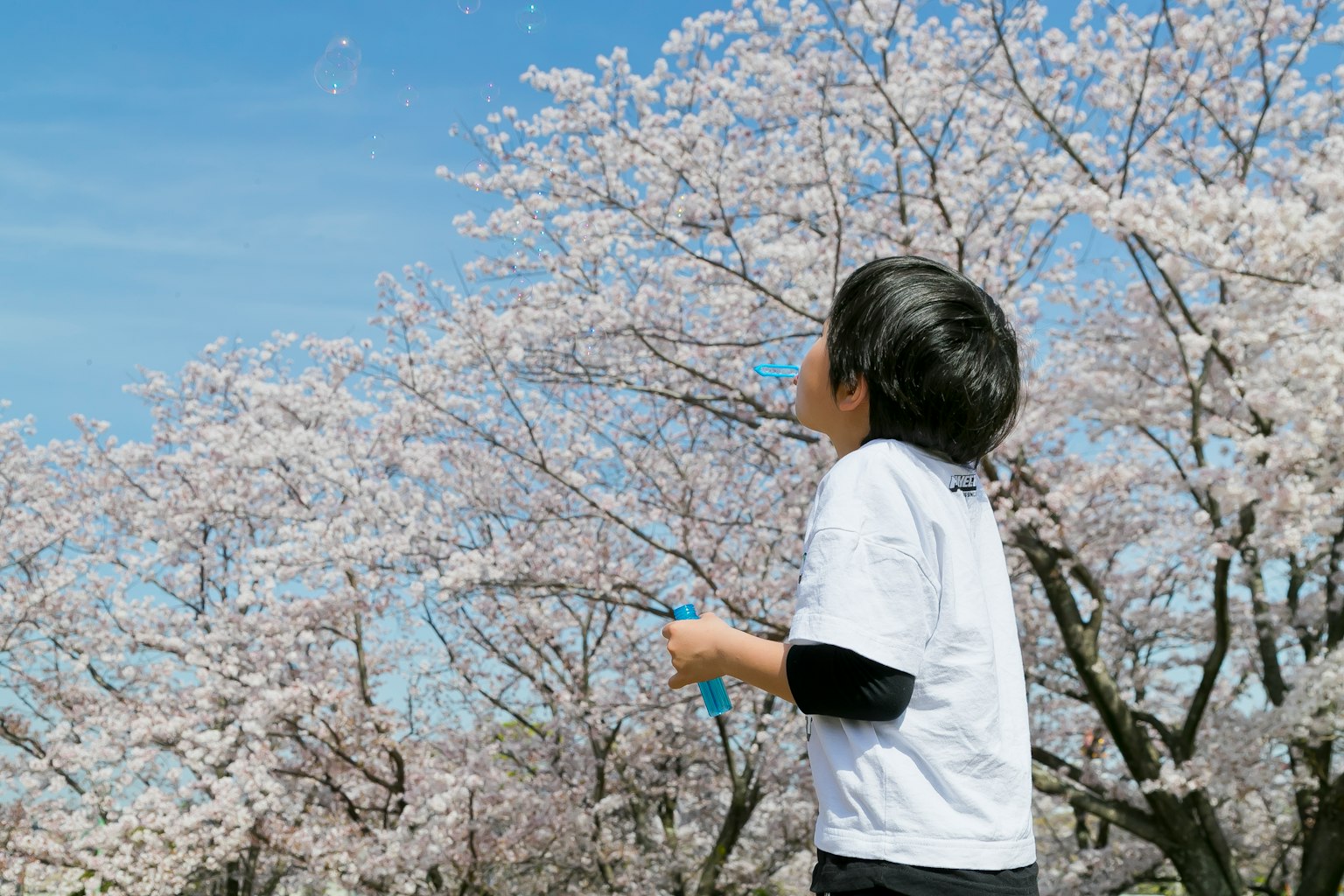 孩子仰望樱花树