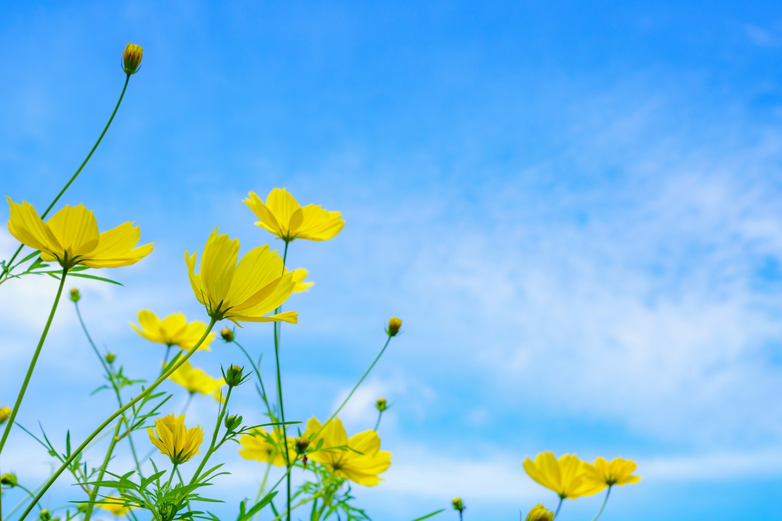 Un grupo de flores amarillas bajo un cielo azul