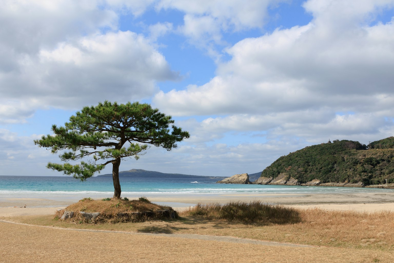 Ein einsamer Kieferbaum an einem Sandstrand mit blauem Meer und Himmel