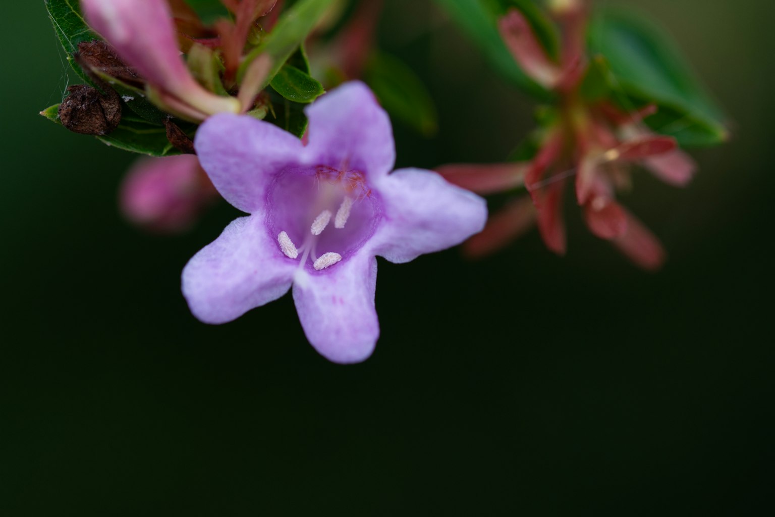 Un fiore viola che sboccia su uno sfondo di foglie verdi