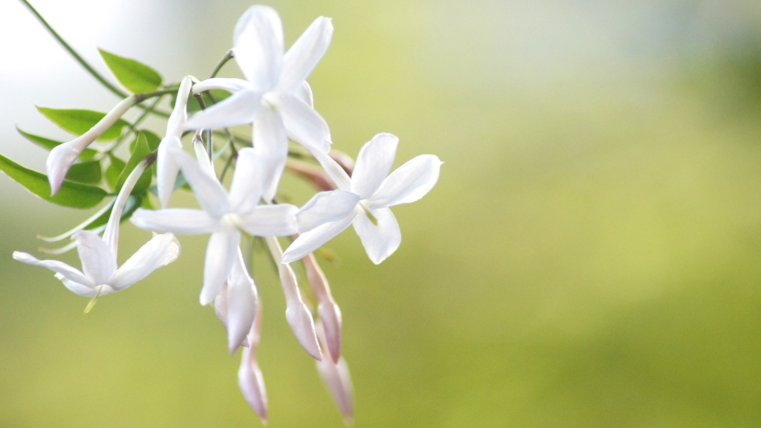 Acercamiento de flores de jazmín blancas con fondo verde