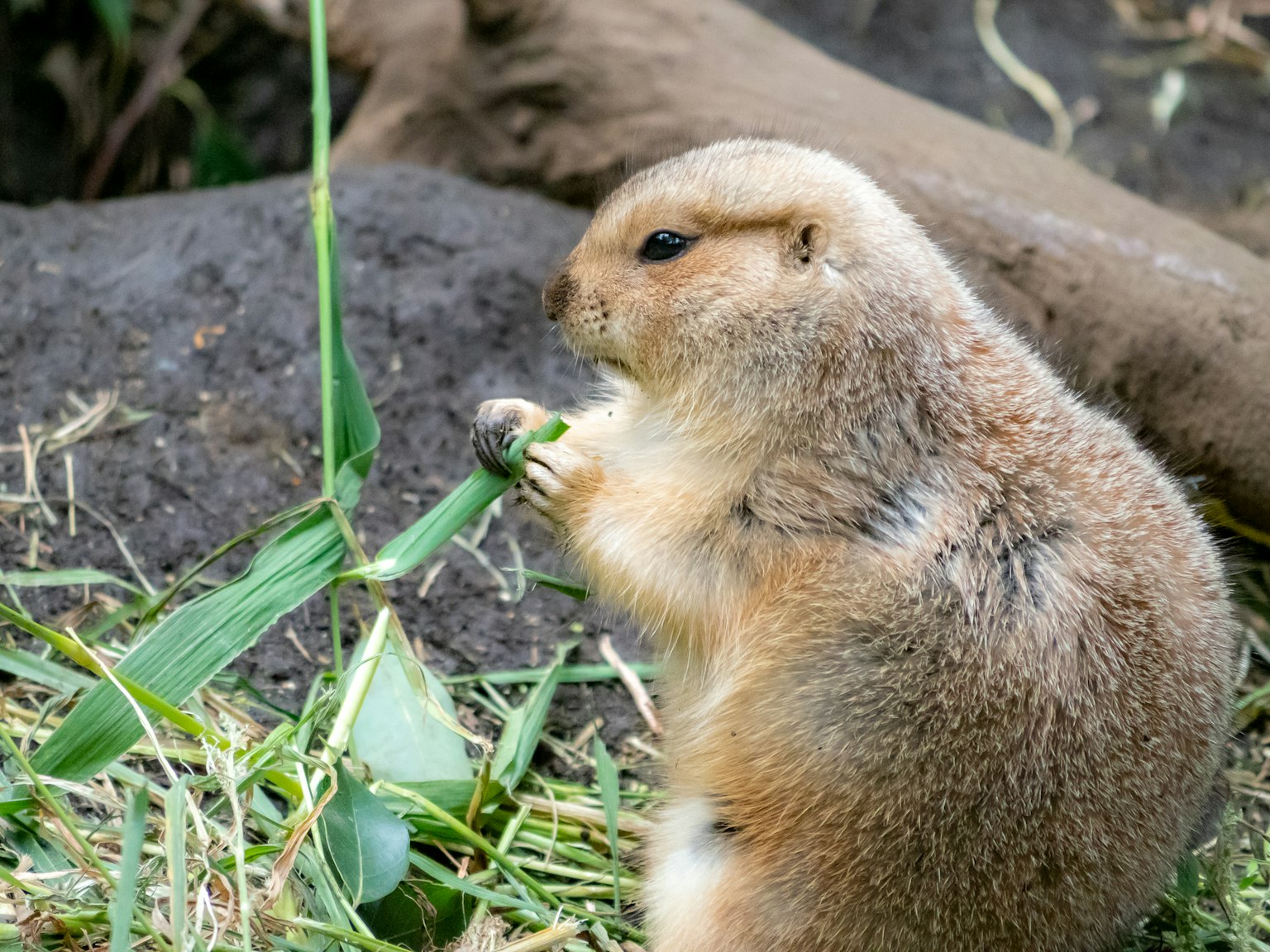 Nahaufnahme eines Präriehundes, der Gras frisst